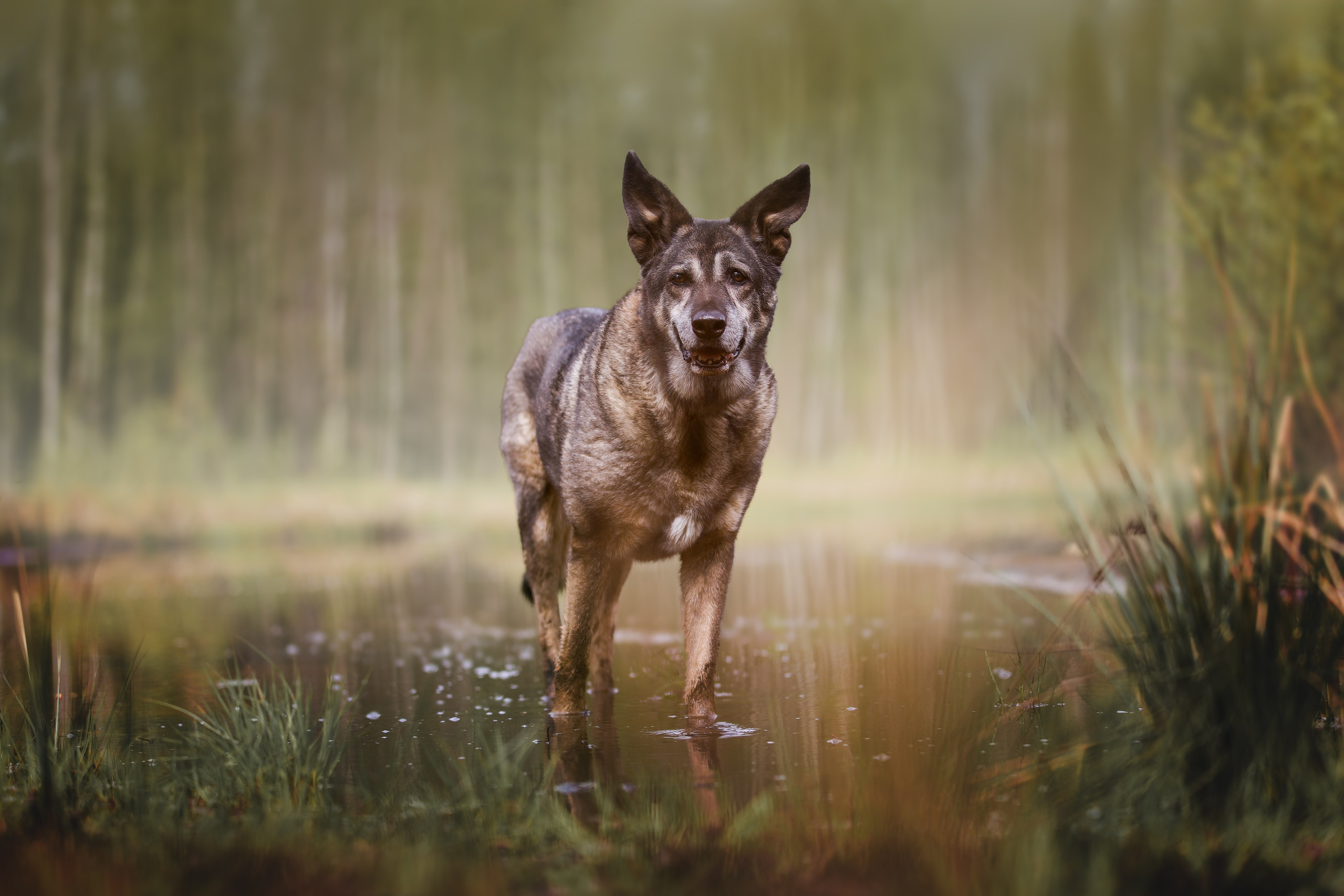 Irenephoto.ru