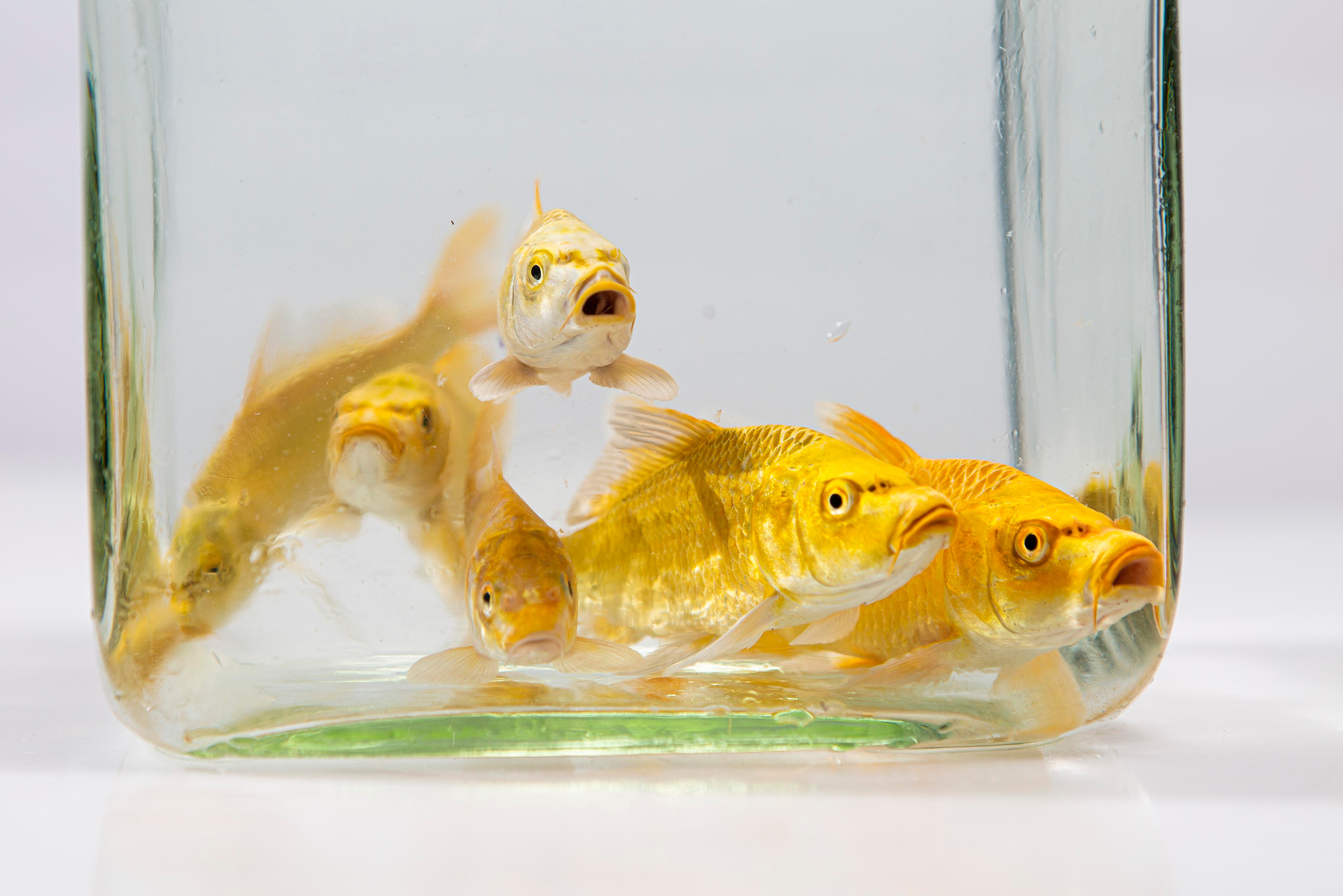 Консультации. Москои — декоративные рыбы карпы кои на продажу Москва, Дмитров, Курск