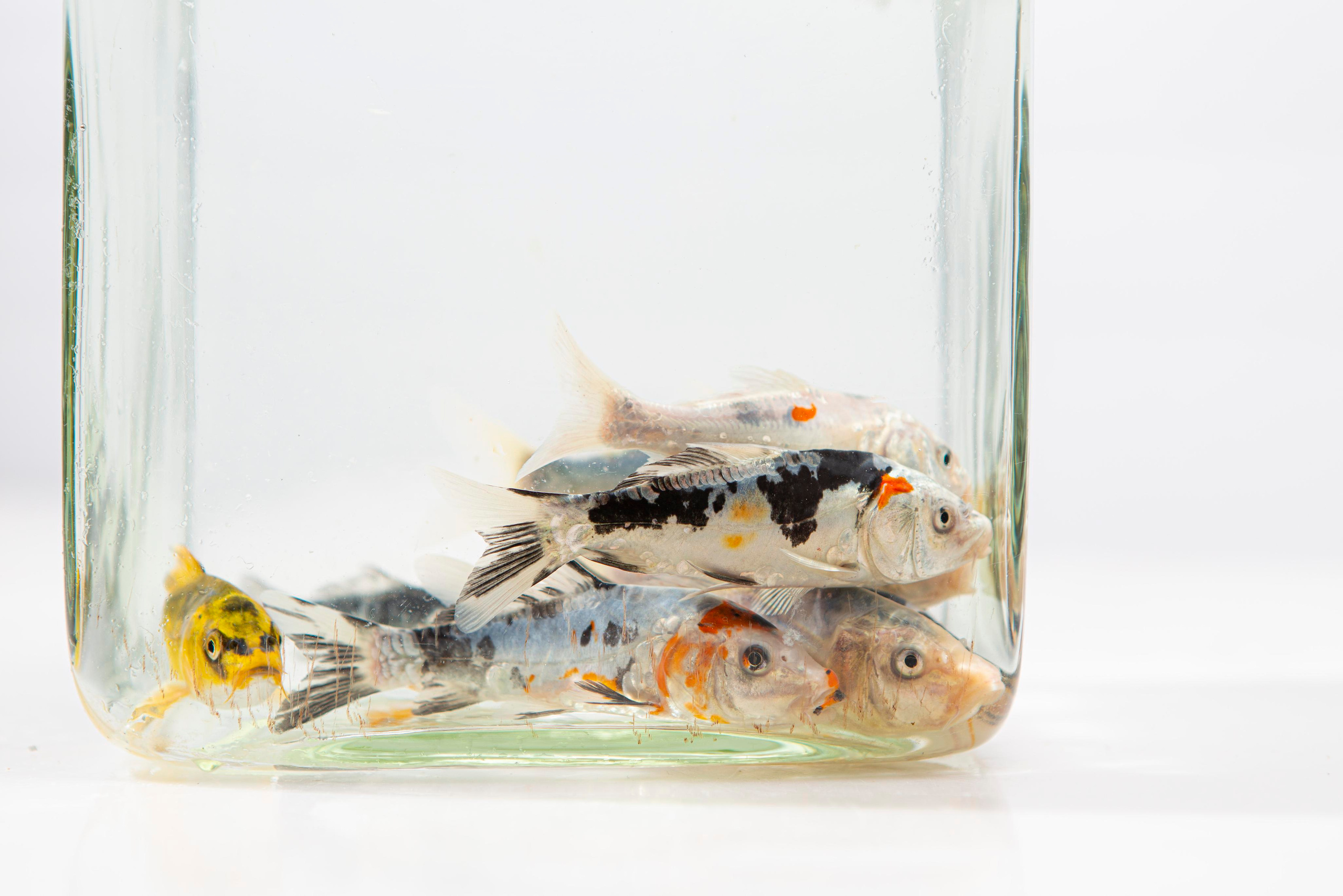 Консультации. Москои — декоративные рыбы карпы кои на продажу Москва, Дмитров, Курск