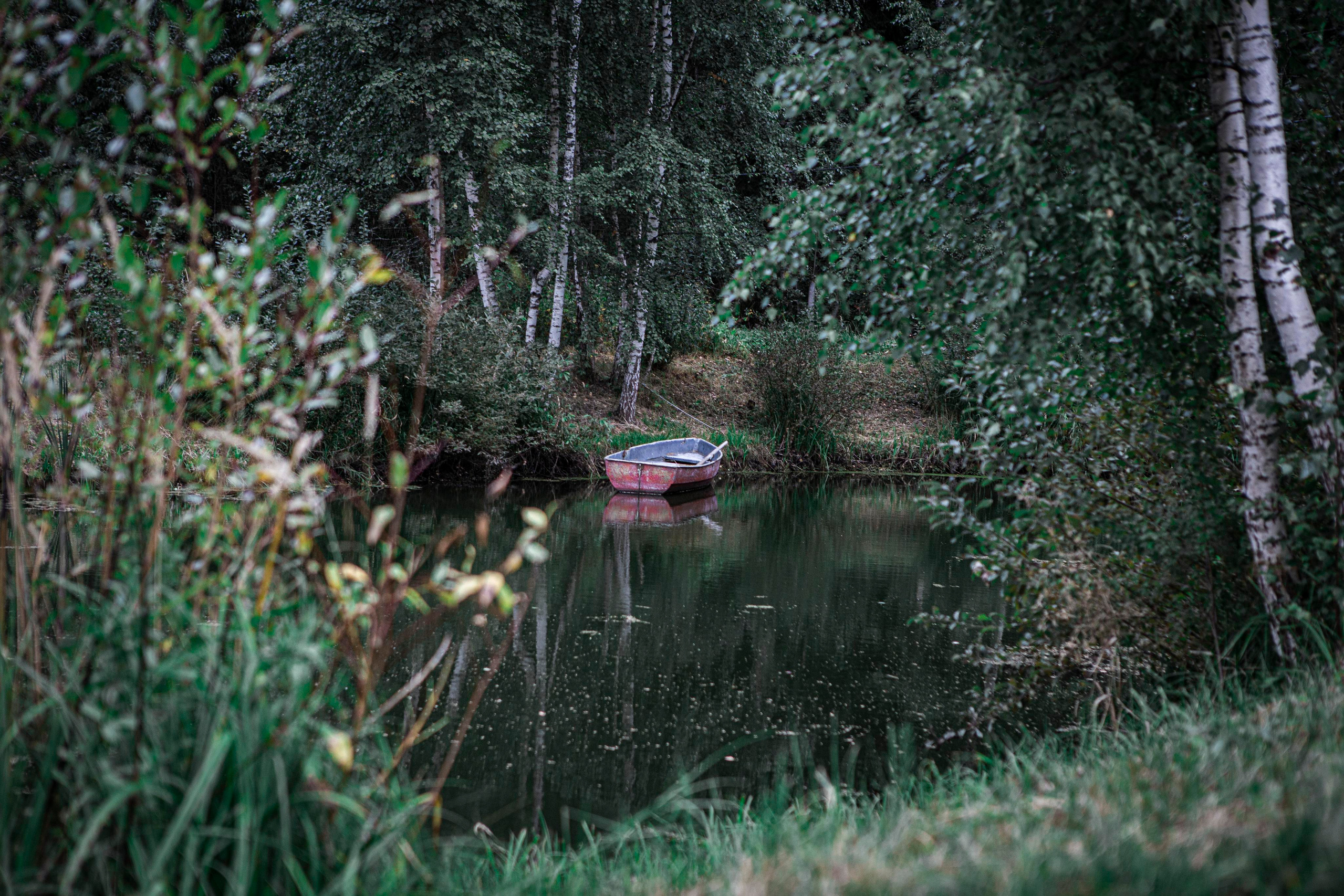 О нас. Москои — декоративные рыбы карпы кои на продажу Москва, Дмитров, Курск