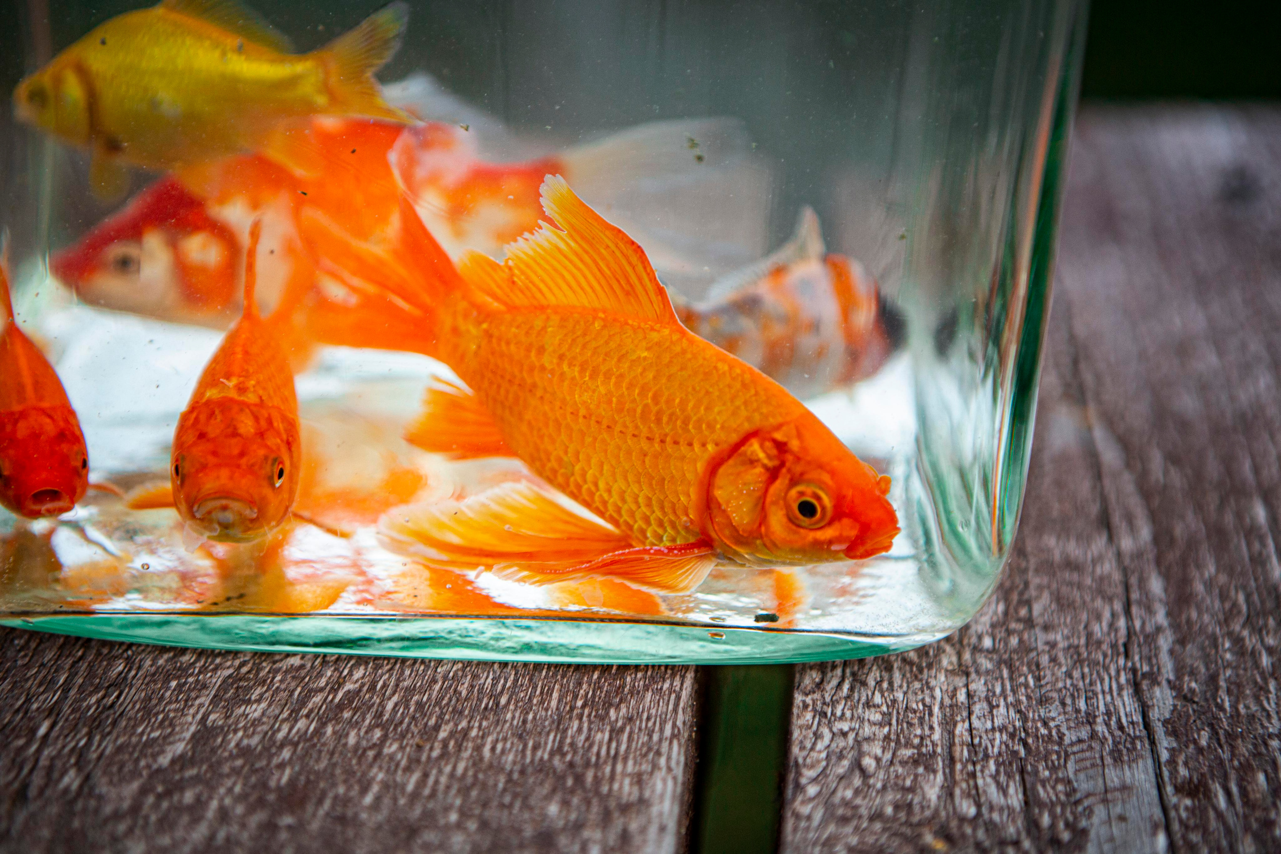 Кометы. Москои — декоративные рыбы карпы кои на продажу Москва, Дмитров, Курск