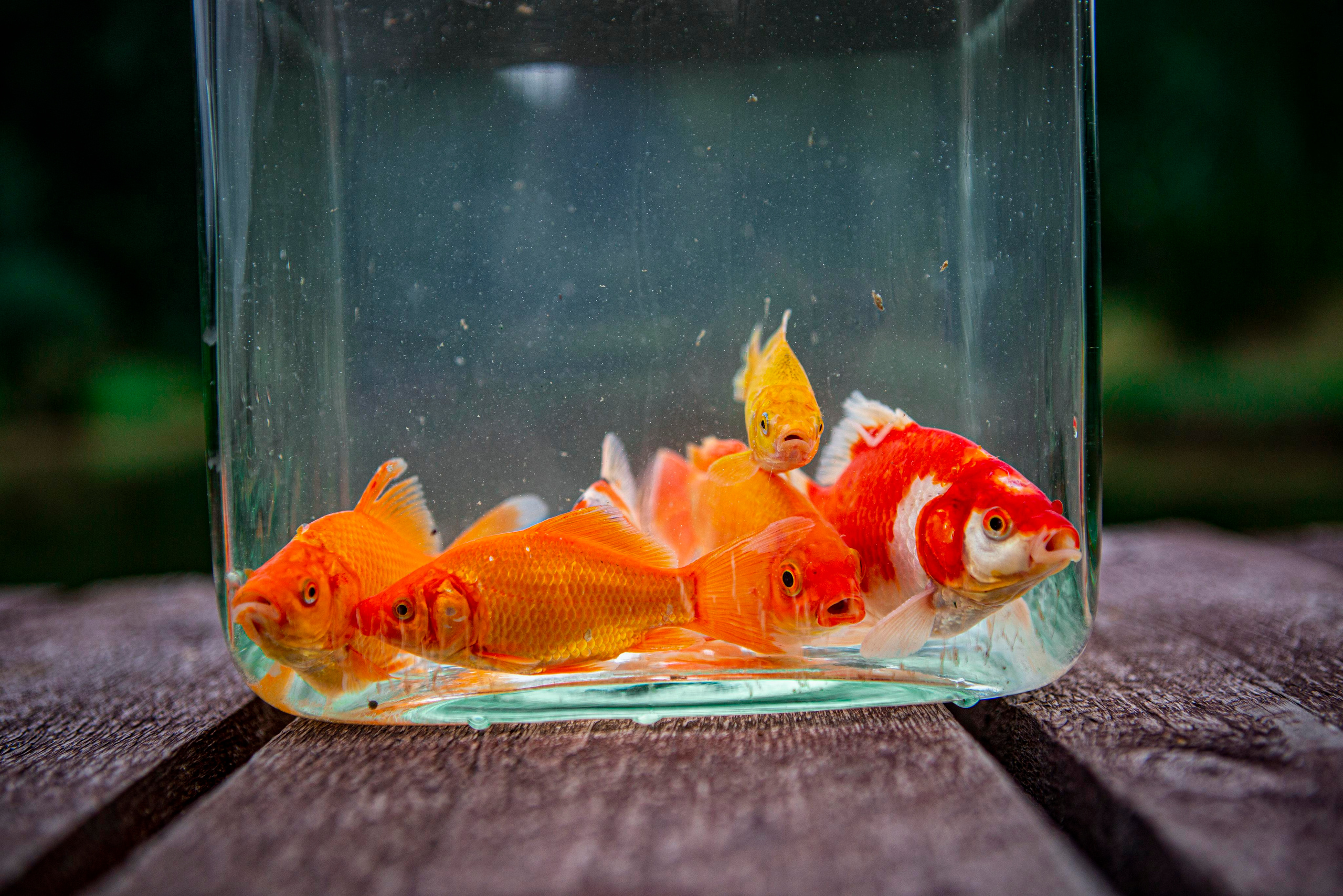 Кометы. Москои — декоративные рыбы карпы кои на продажу Москва, Дмитров, Курск