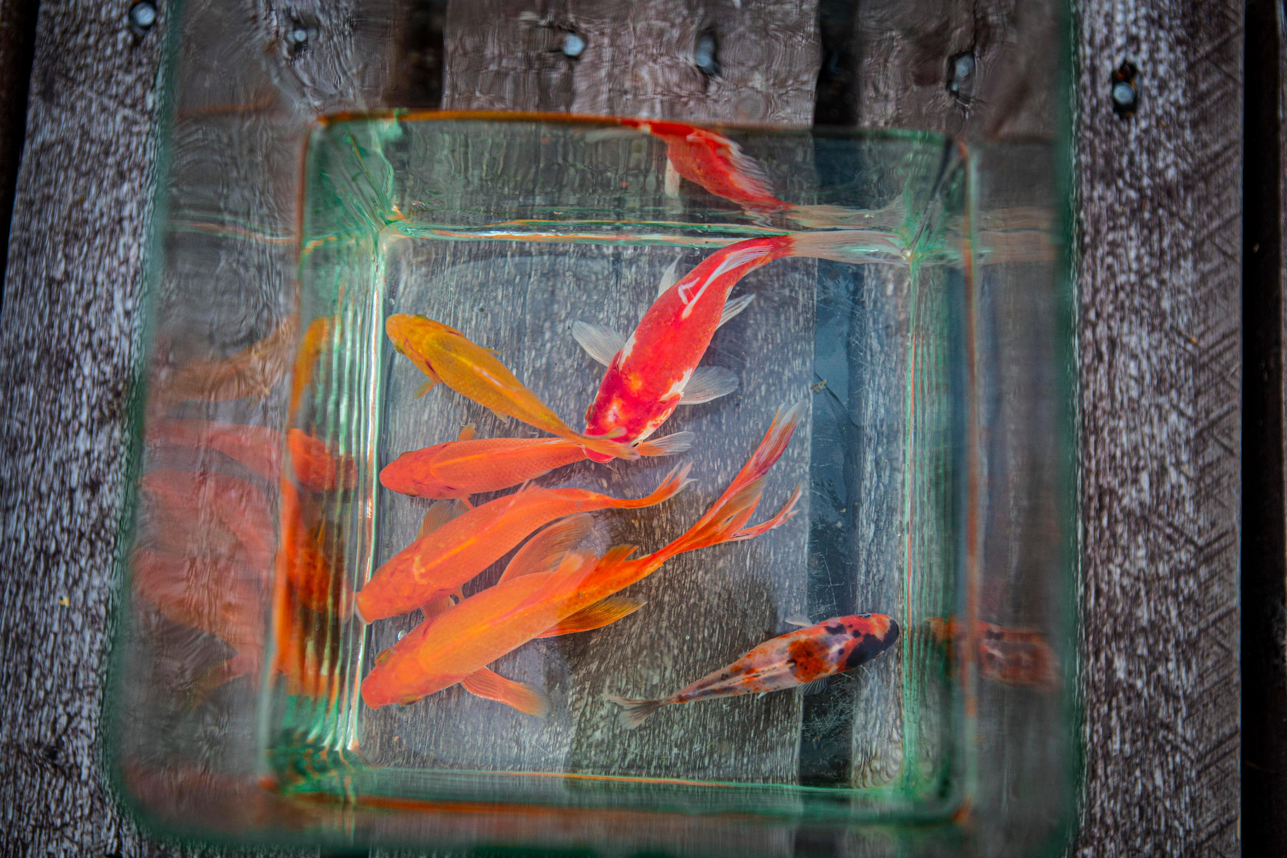 Кометы. Москои — декоративные рыбы карпы кои на продажу Москва, Дмитров, Курск