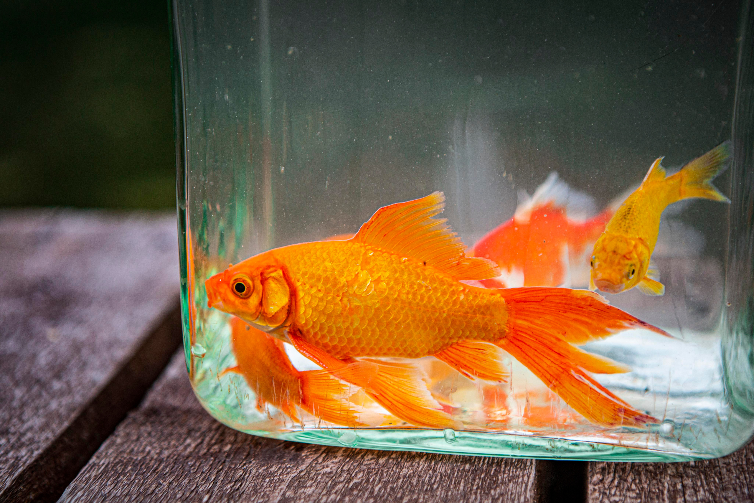 Кометы. Москои — декоративные рыбы карпы кои на продажу Москва, Дмитров, Курск