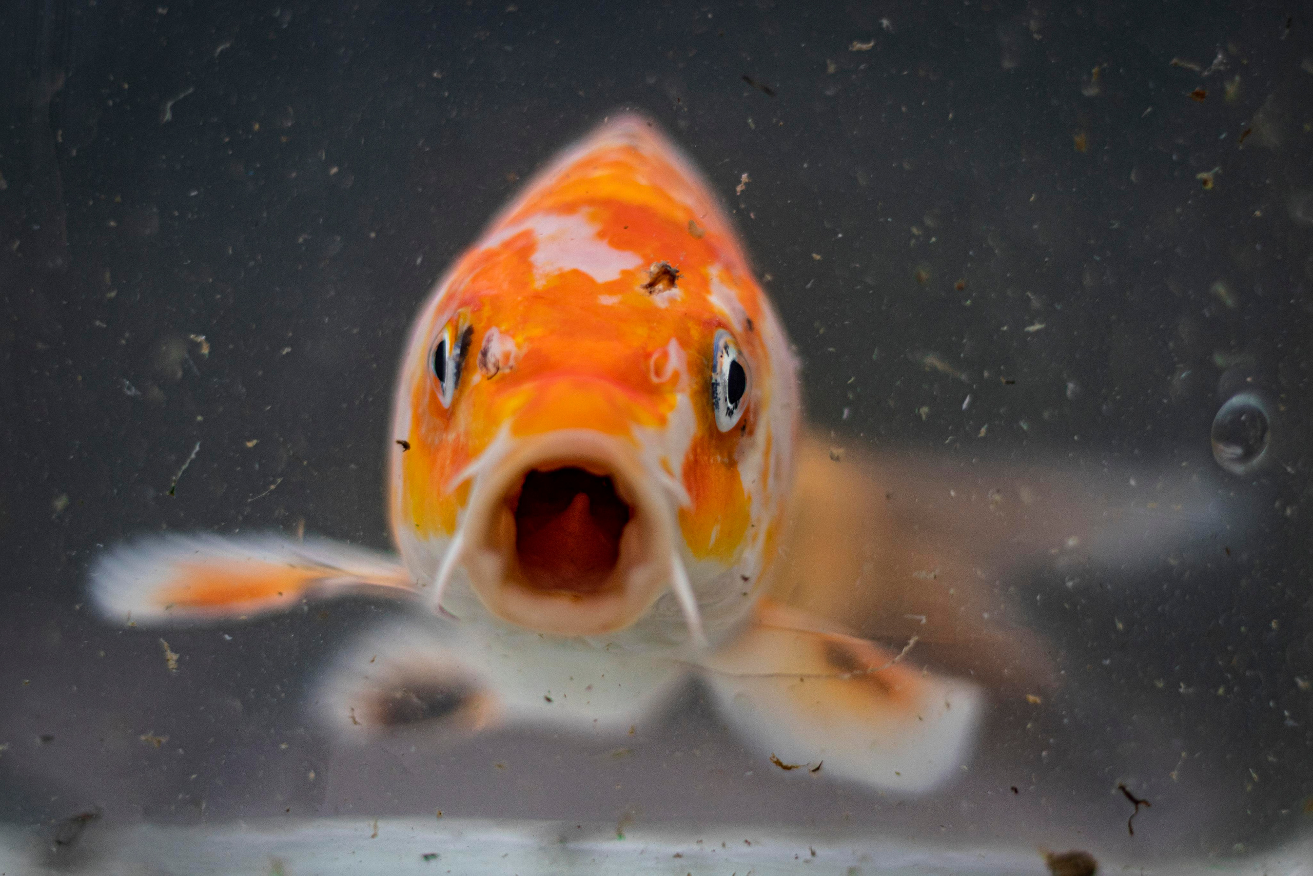 Экскурсии. Москои — декоративные рыбы карпы кои на продажу Москва, Дмитров, Курск