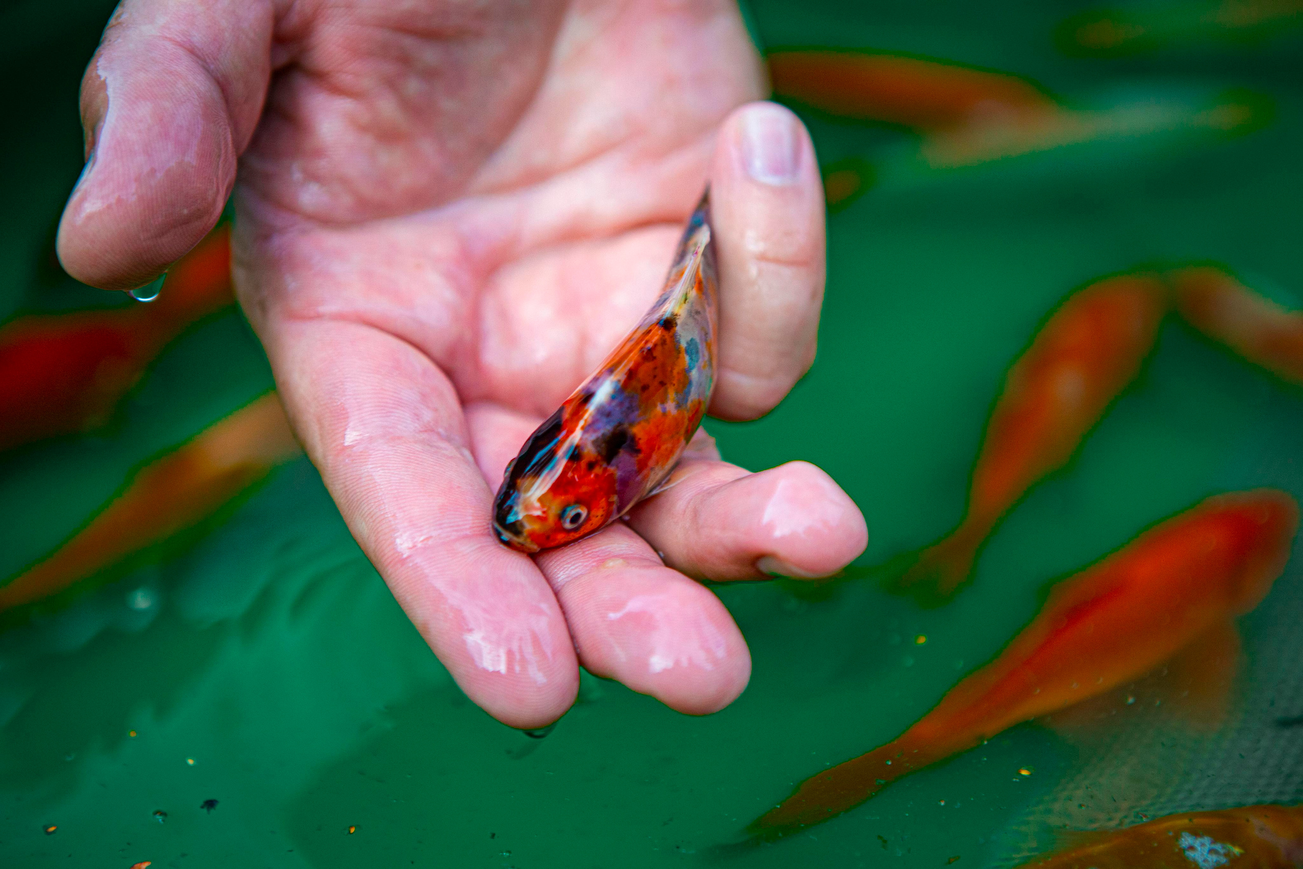 Экскурсии. Москои — декоративные рыбы карпы кои на продажу Москва, Дмитров, Курск