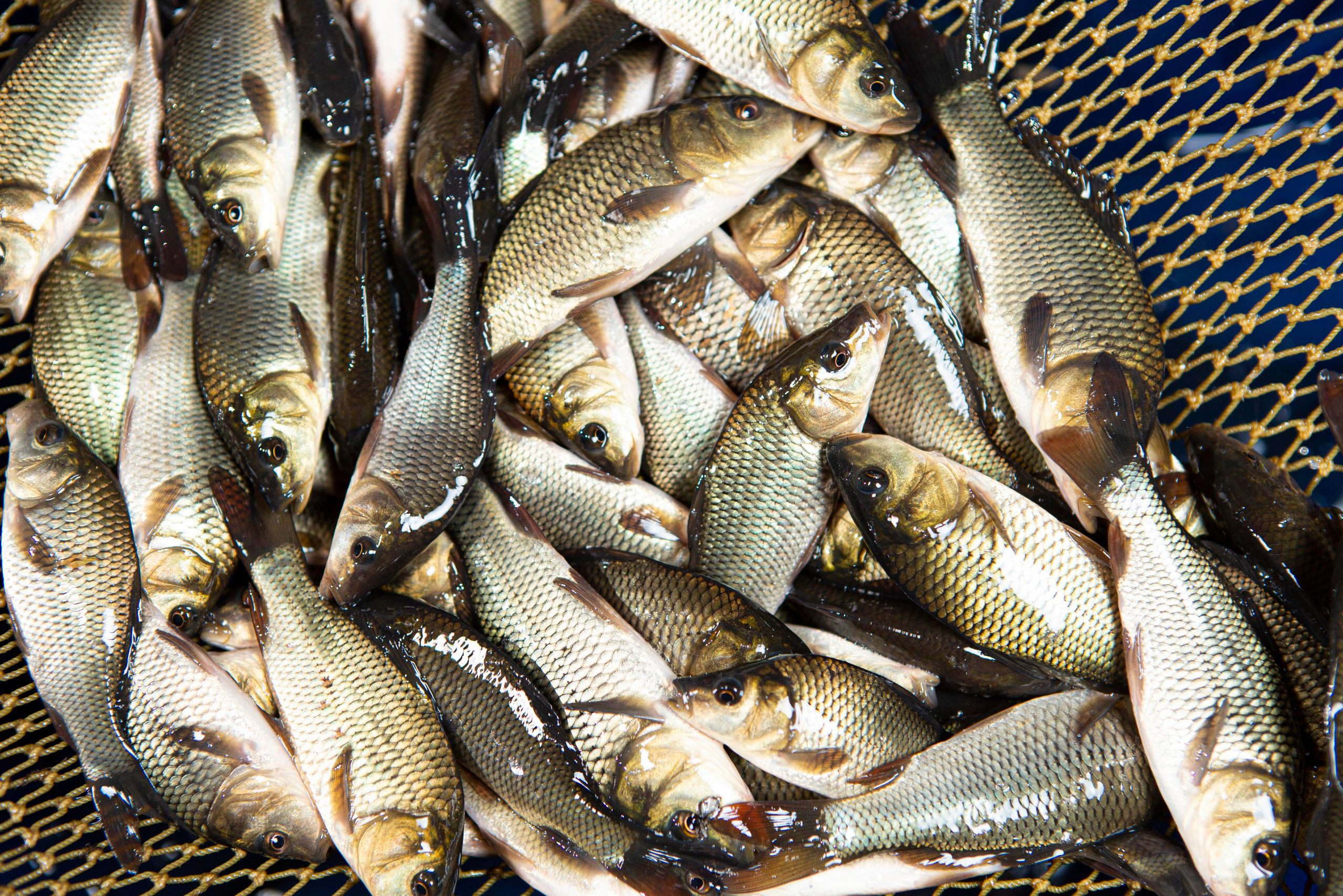 Прудовые рыбы. Москои — декоративные рыбы карпы кои на продажу Москва, Дмитров, Курск