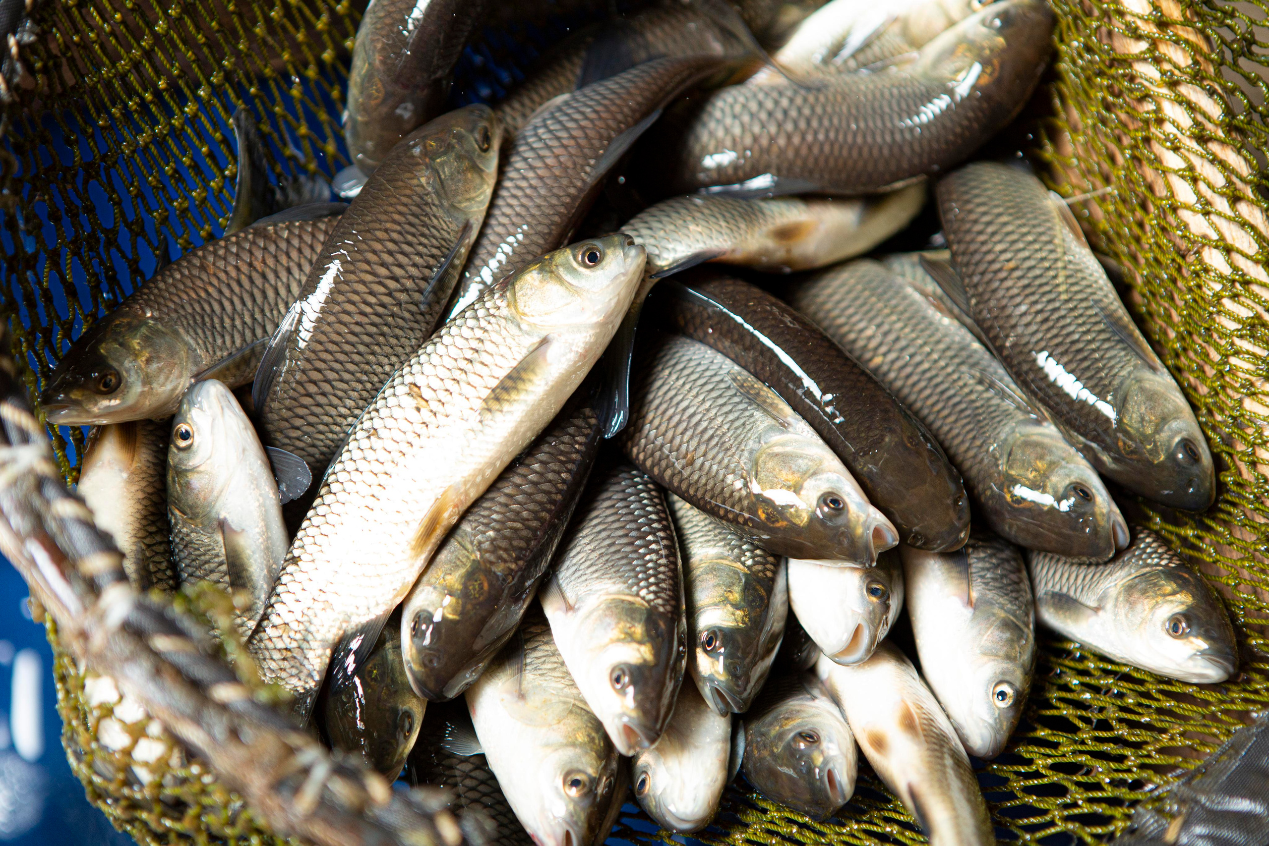 Прудовые рыбы. Москои — декоративные рыбы карпы кои на продажу Москва, Дмитров, Курск