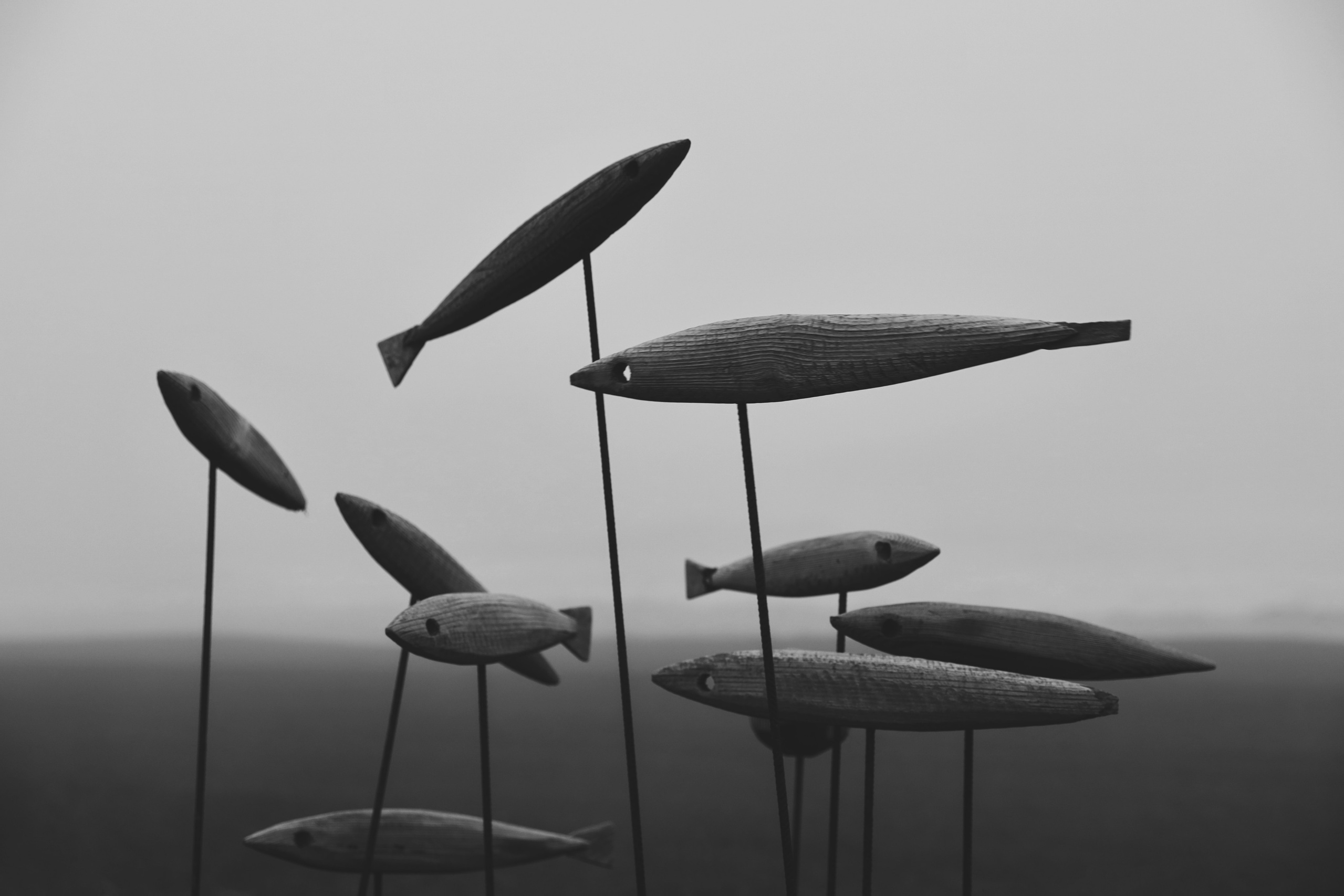 Купить фотографии. E-Tsoy.com