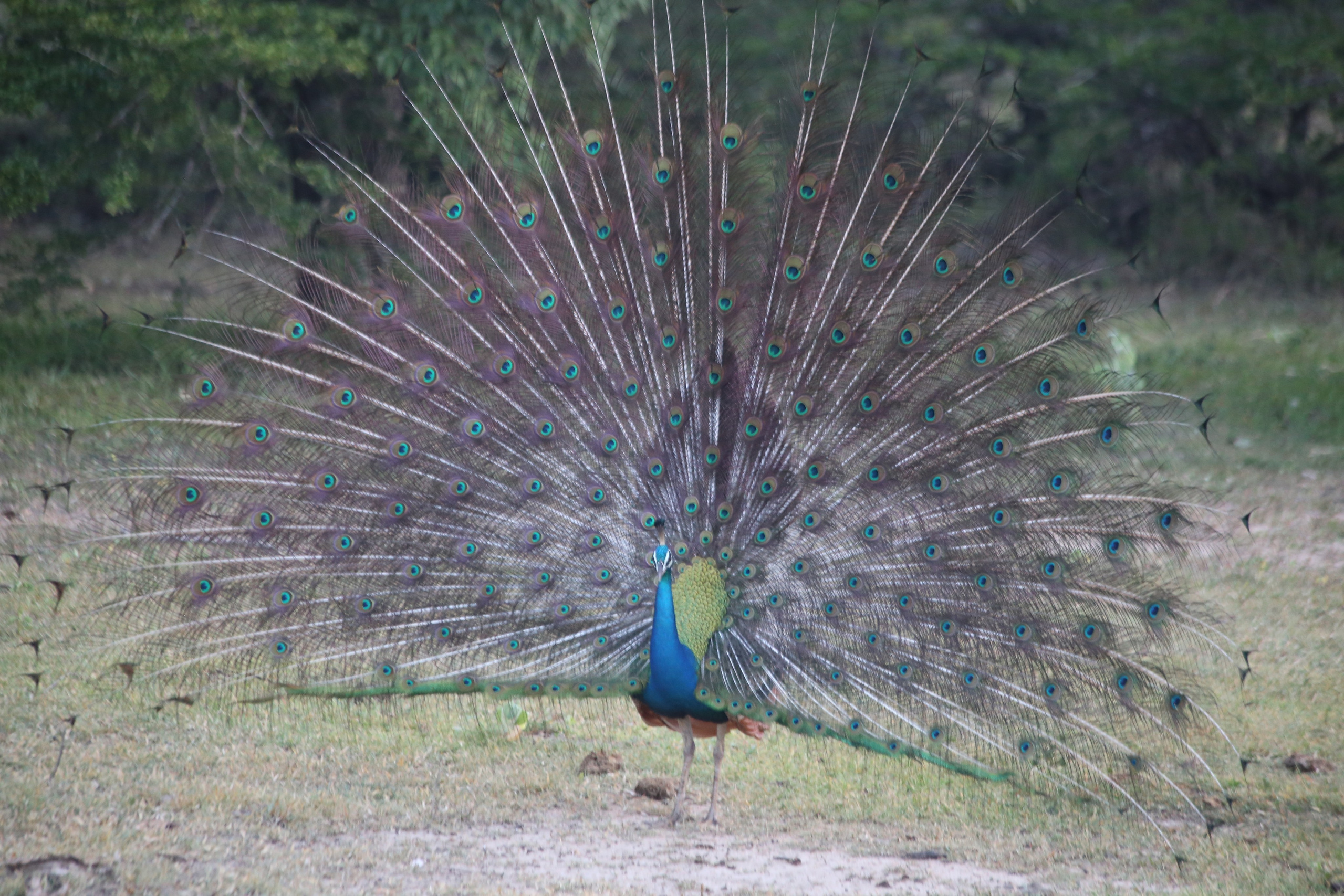 2017 — Шри — Ланка. OneSnap