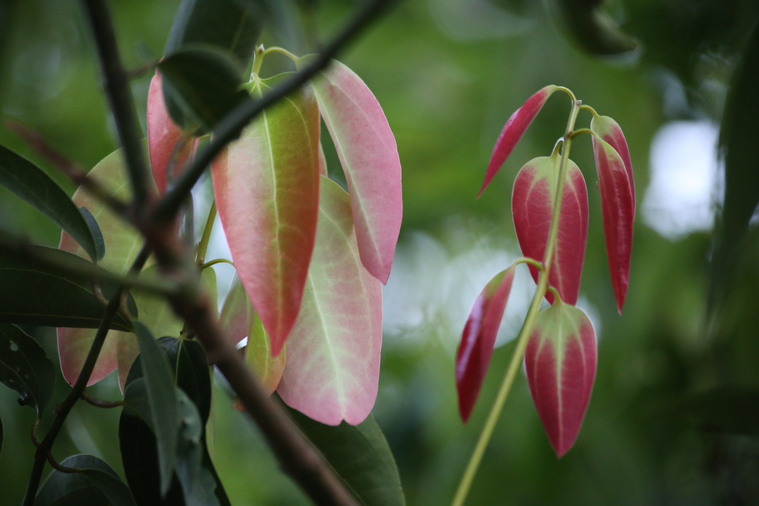 2017 — Шри — Ланка. OneSnap