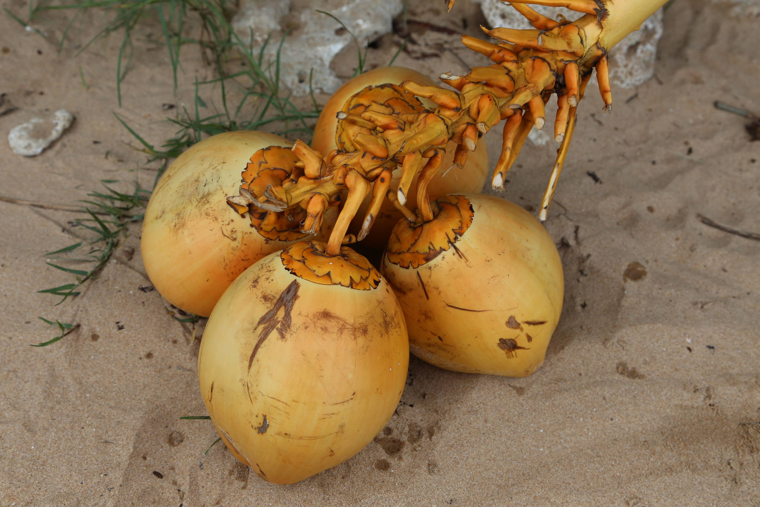 2017 — Шри — Ланка. OneSnap