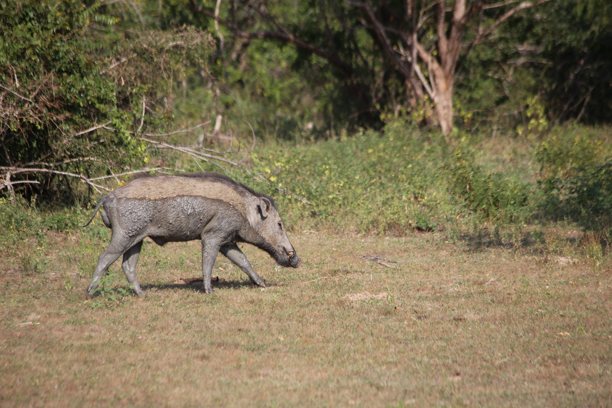 2017 — Шри — Ланка. OneSnap