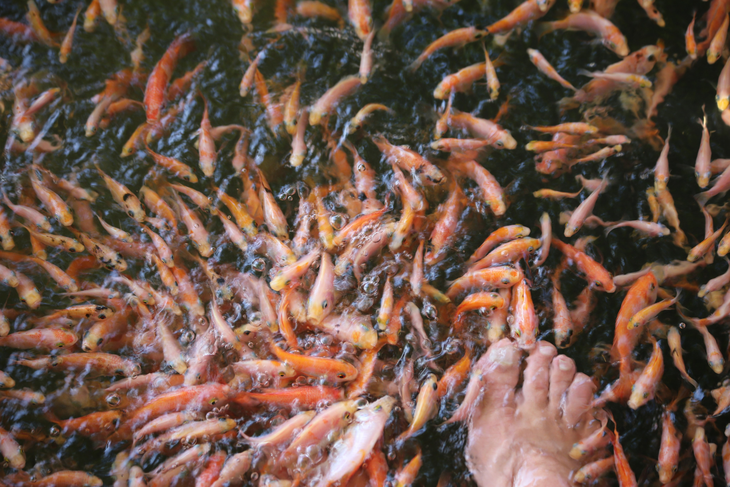 2017 — Шри — Ланка. OneSnap