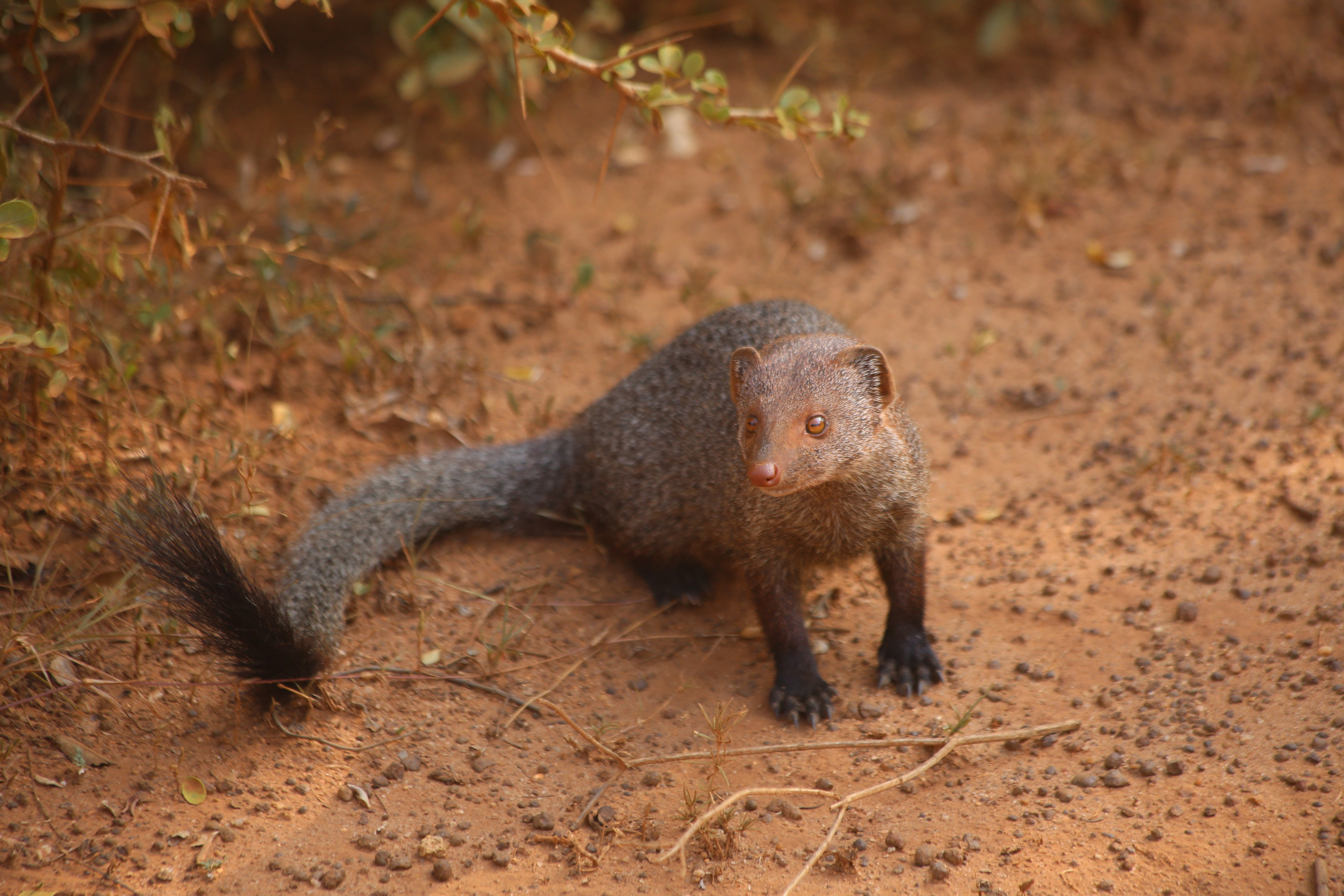 2017 — Шри — Ланка. OneSnap