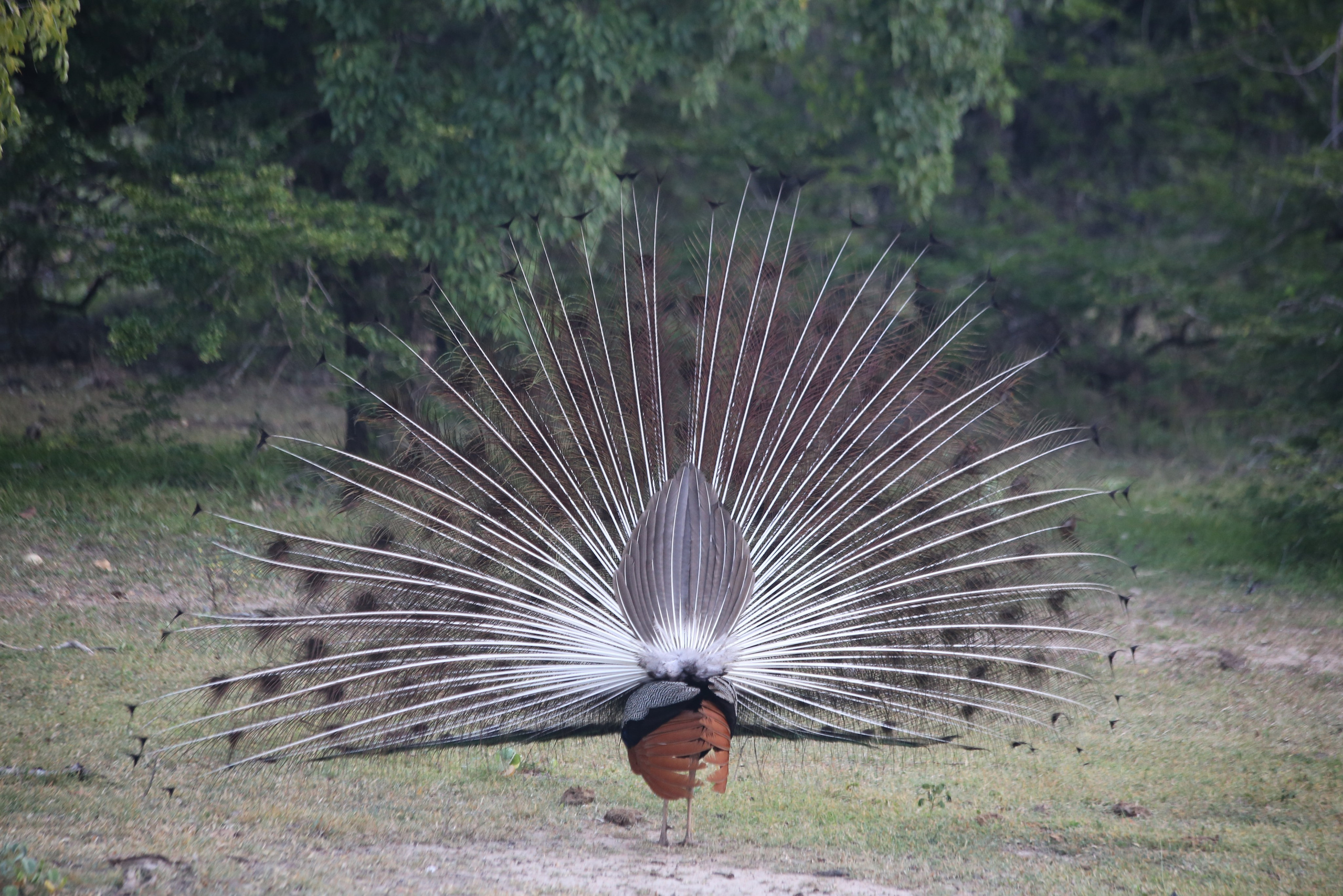 2017 — Шри — Ланка. OneSnap