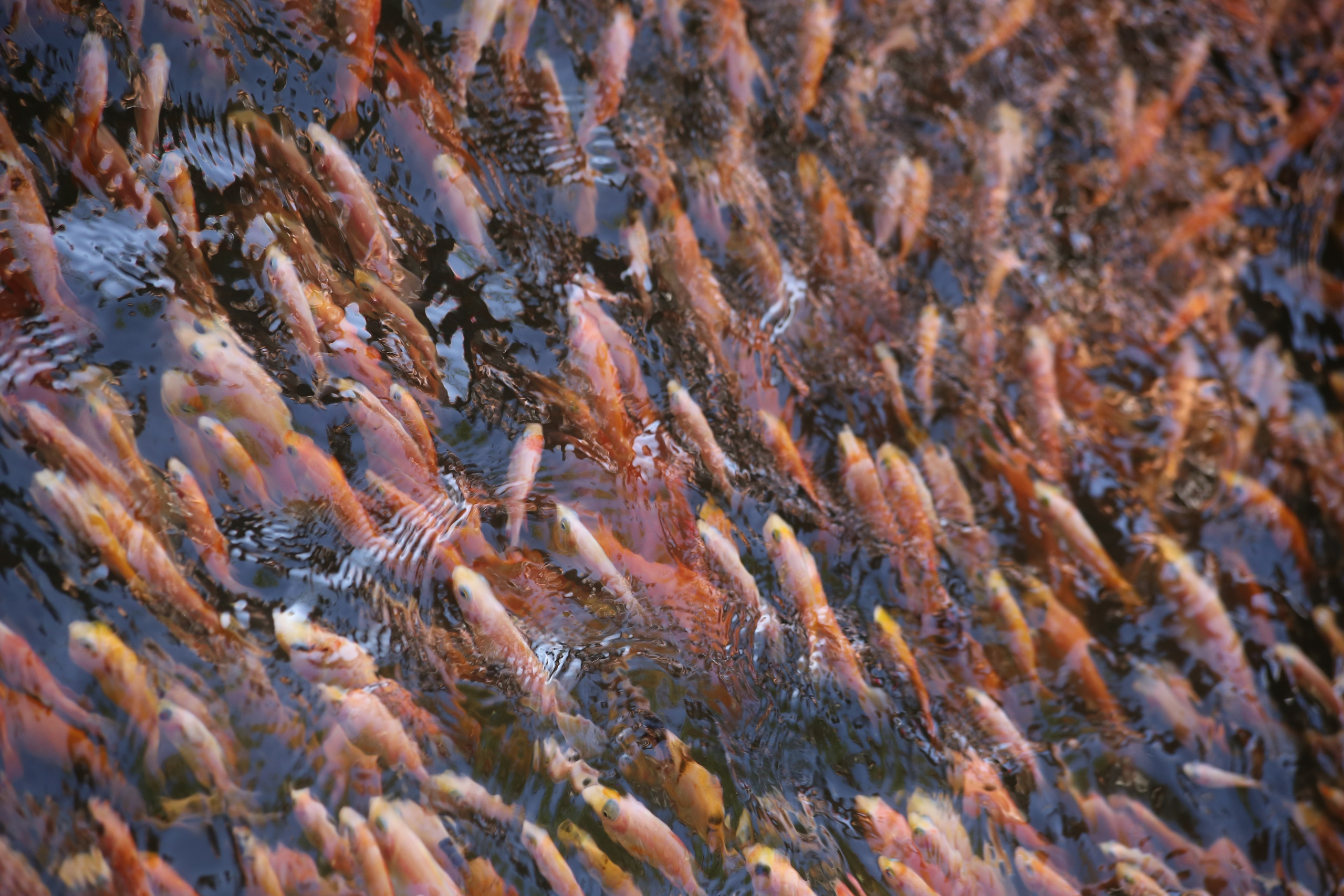 2017 — Шри — Ланка. OneSnap