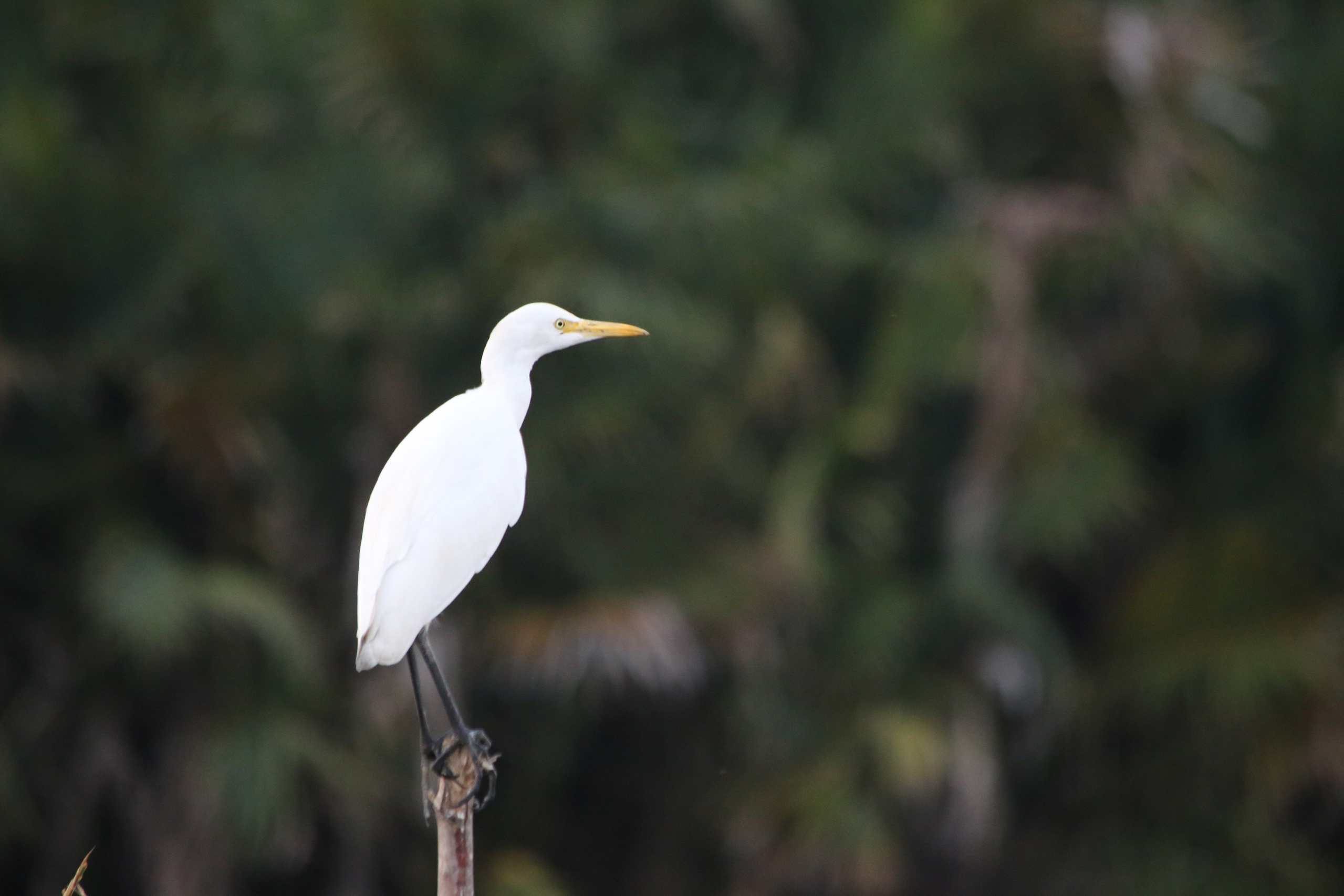 2017 — Шри — Ланка. OneSnap