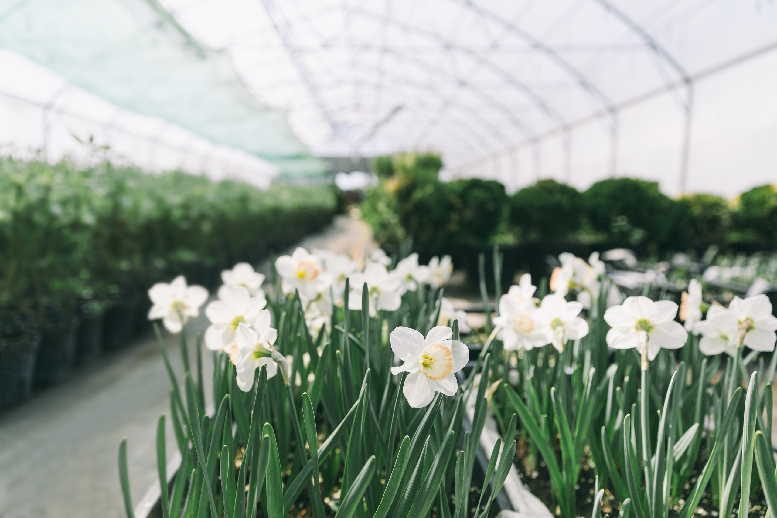 Фотосъемка для питомника растений «Алексеевская Дубрава» — кейс фотографа. Кристина Бирон — контент-креатор: Reels, фото/видео для бизнеса в СПб и Москве + AI-контент по РФ