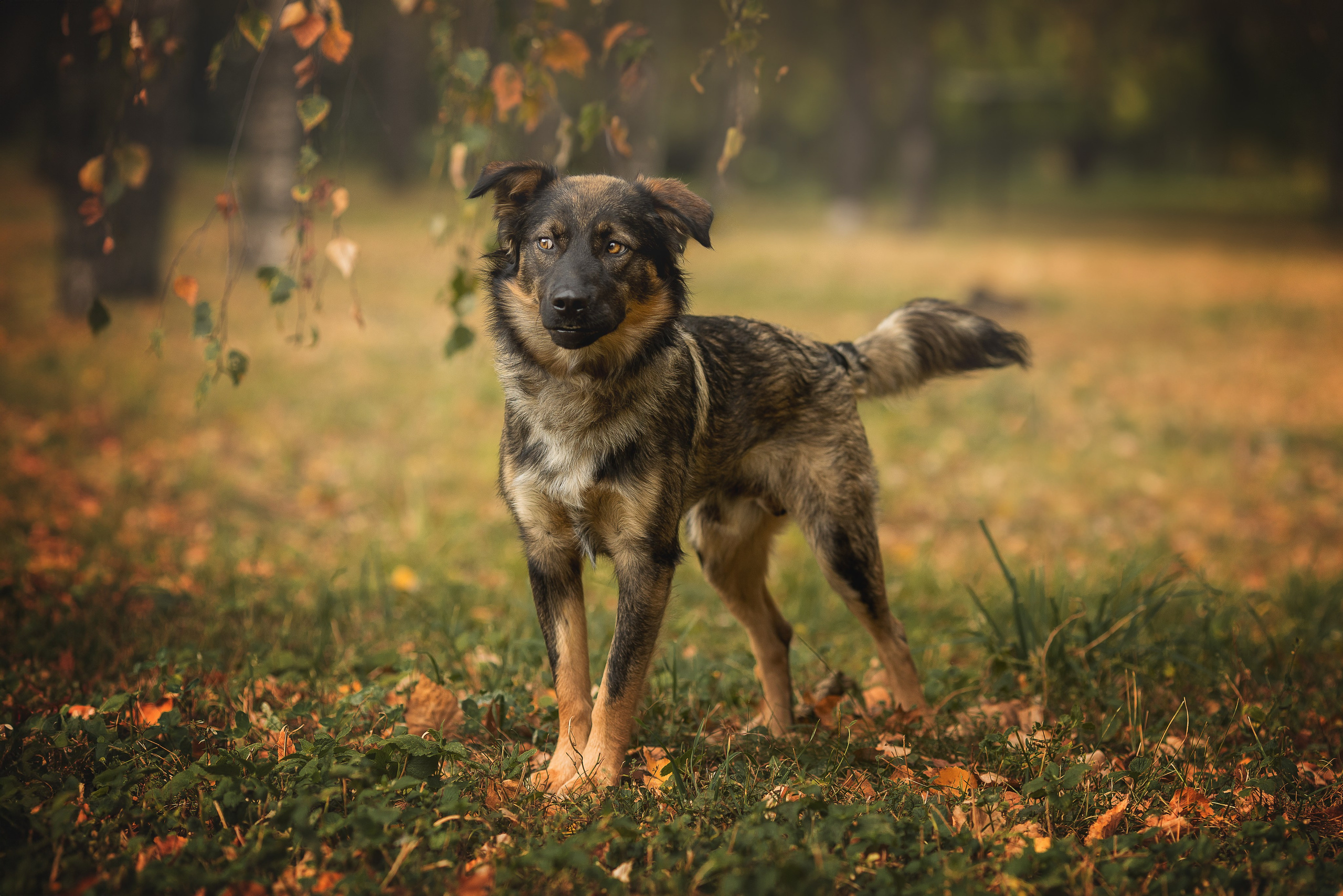 Обо мне. Фотограф-анималист в Москве и Подмосковье