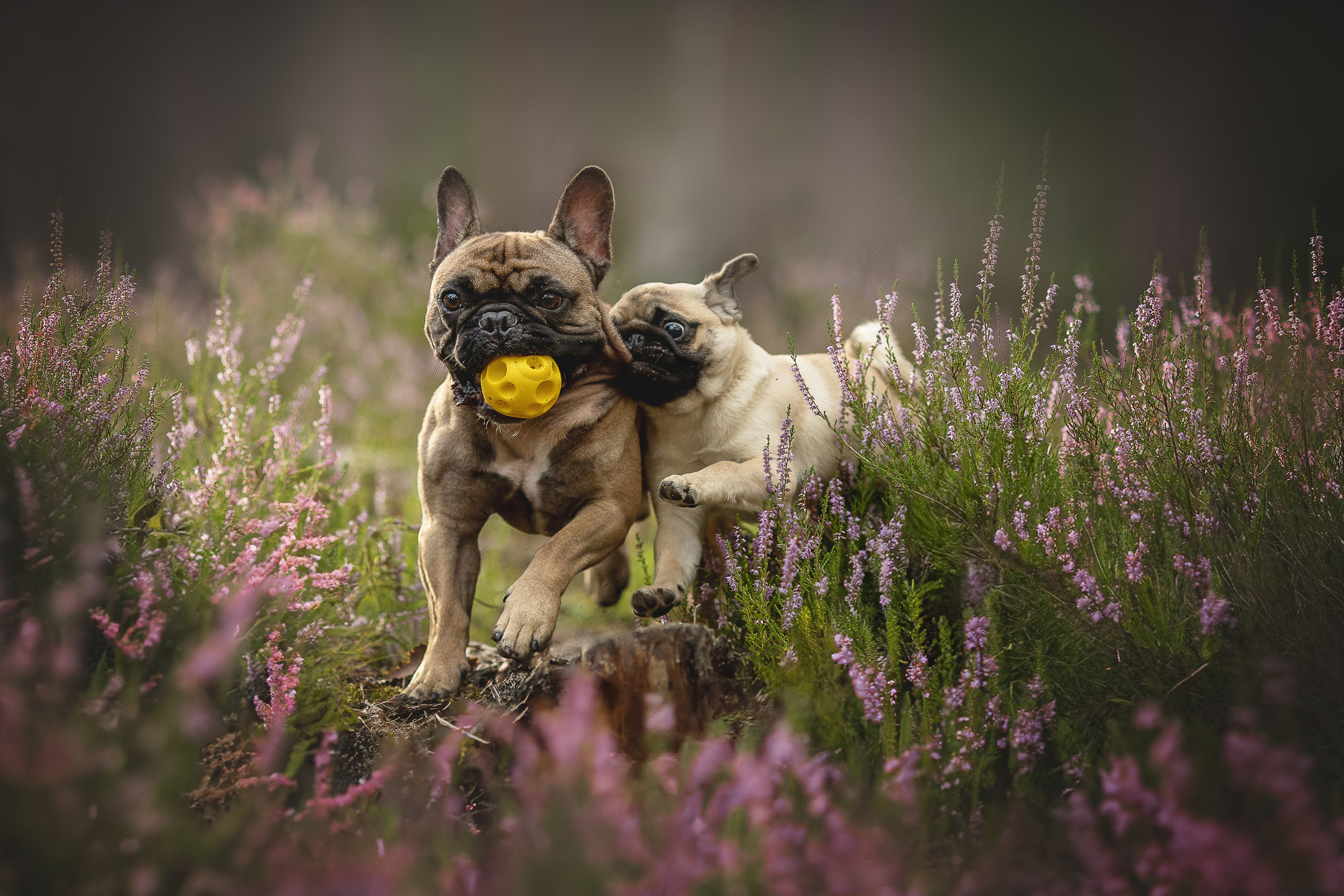 Услуги и цены. Фотограф-анималист в Москве и Подмосковье