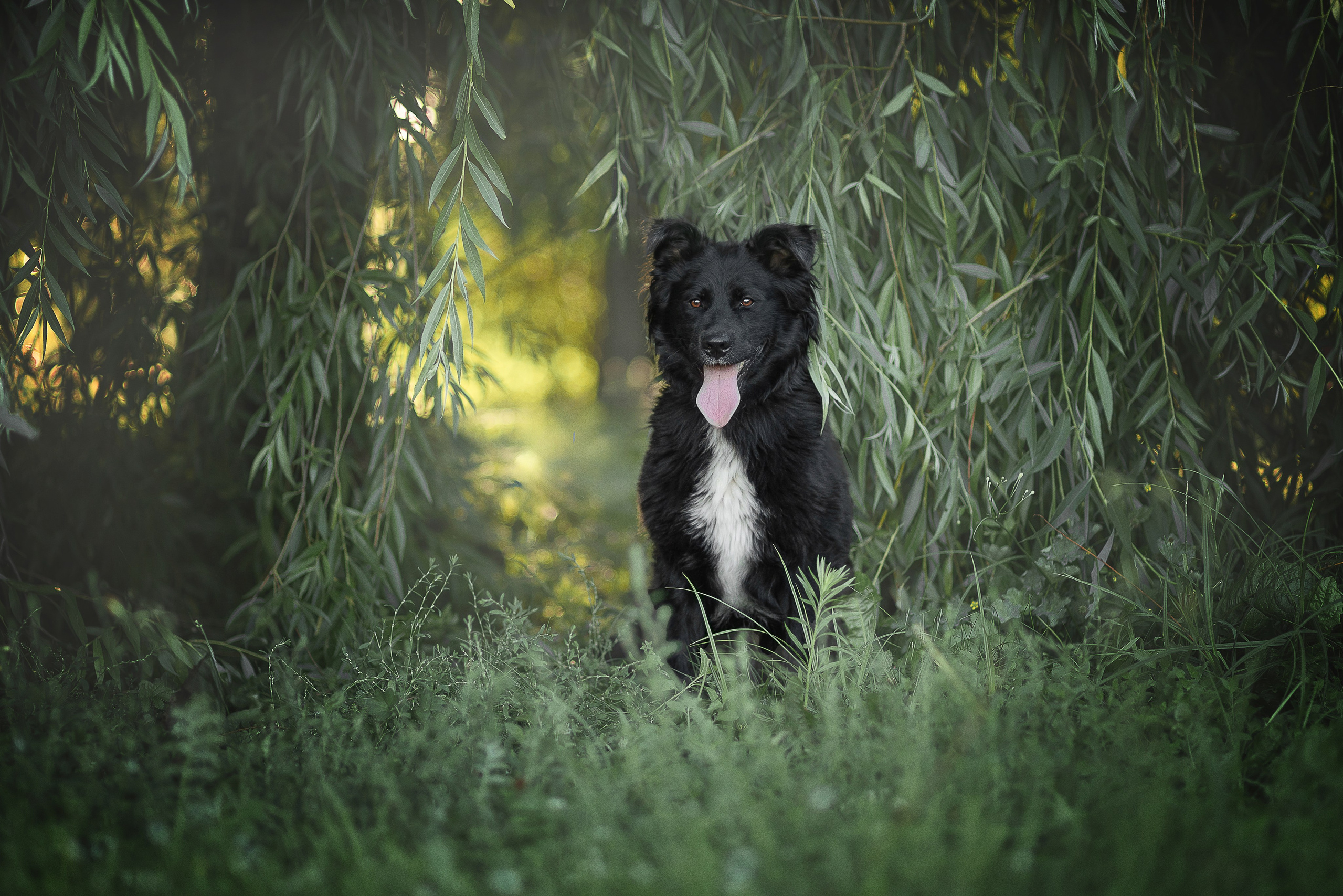 Обо мне. Фотограф-анималист в Москве и Подмосковье
