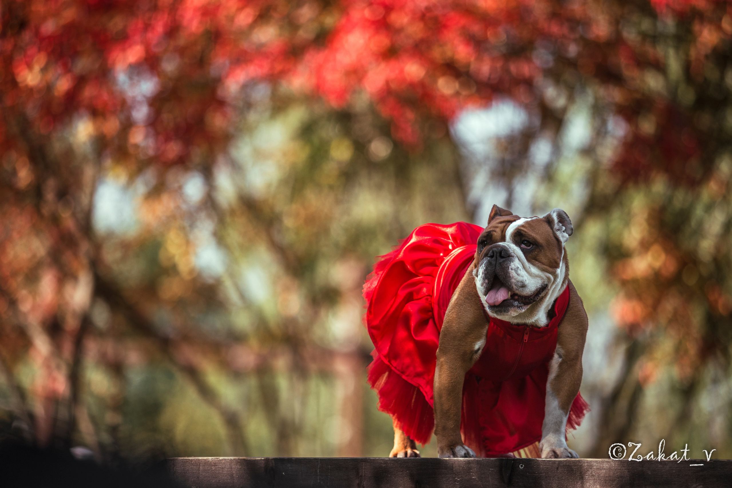Услуги. Репортажный фотограф, Москва, Закат