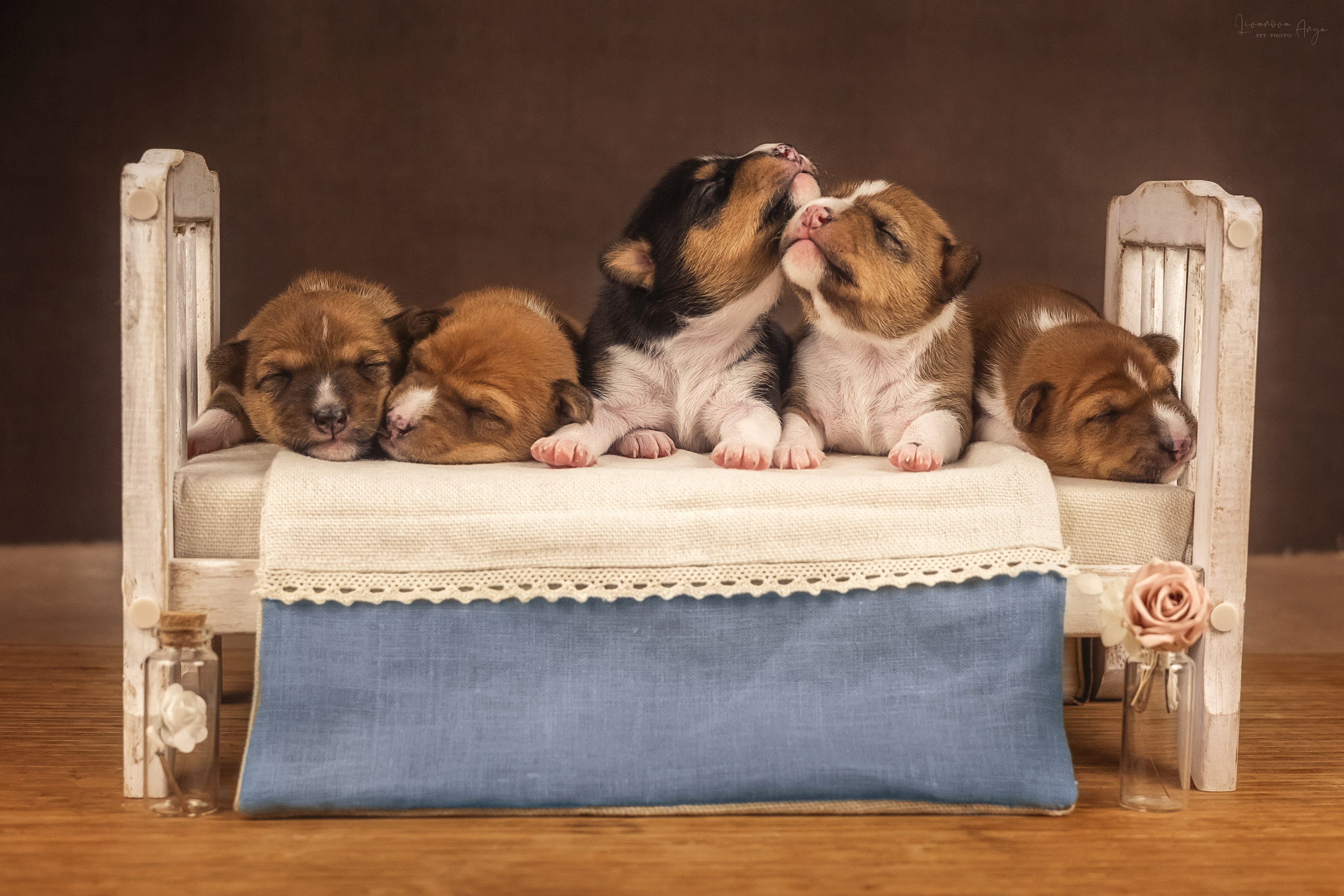 Услуги. Фотограф анималист Аня Ливанова | Рыбинск