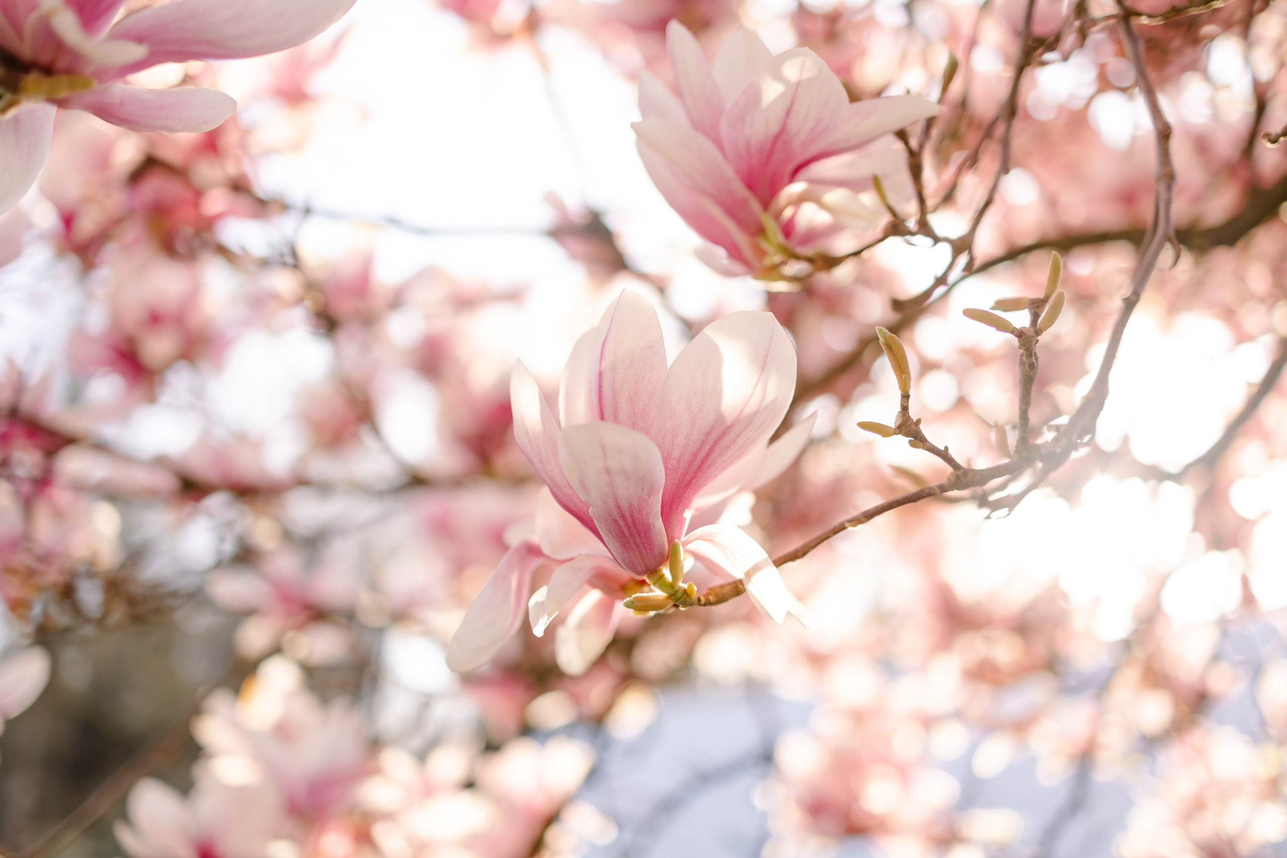 Orte für Fotoshootings in München. Kirschblüte in München. Frühling in München. Familienfotograf München. Fotografin in München Dasha Antipina