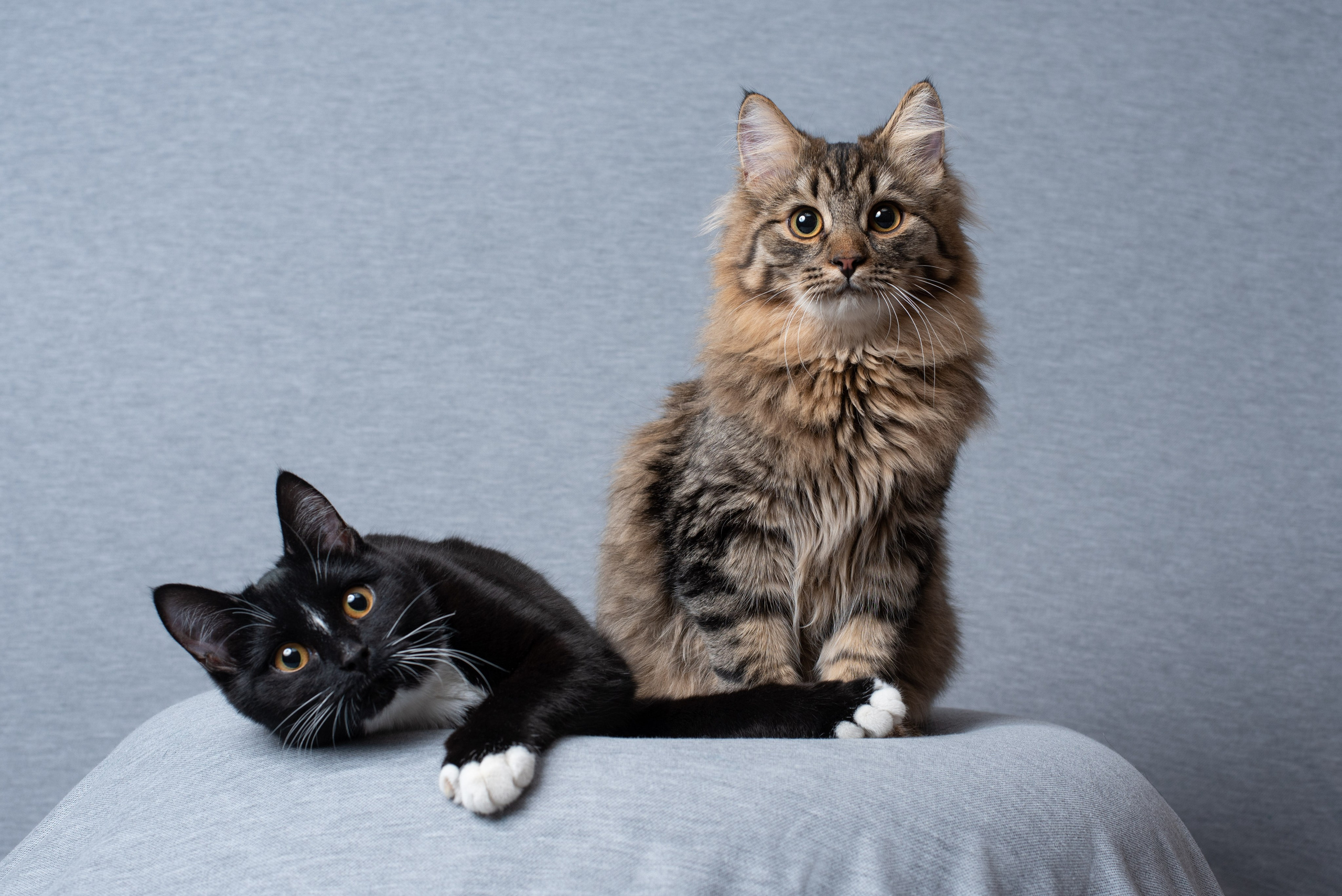 Почему фотограф не отвечает мгновенно? 🤔 Объясняем с юмором. AR-t студия «Альбом+», г. Нижневартовск