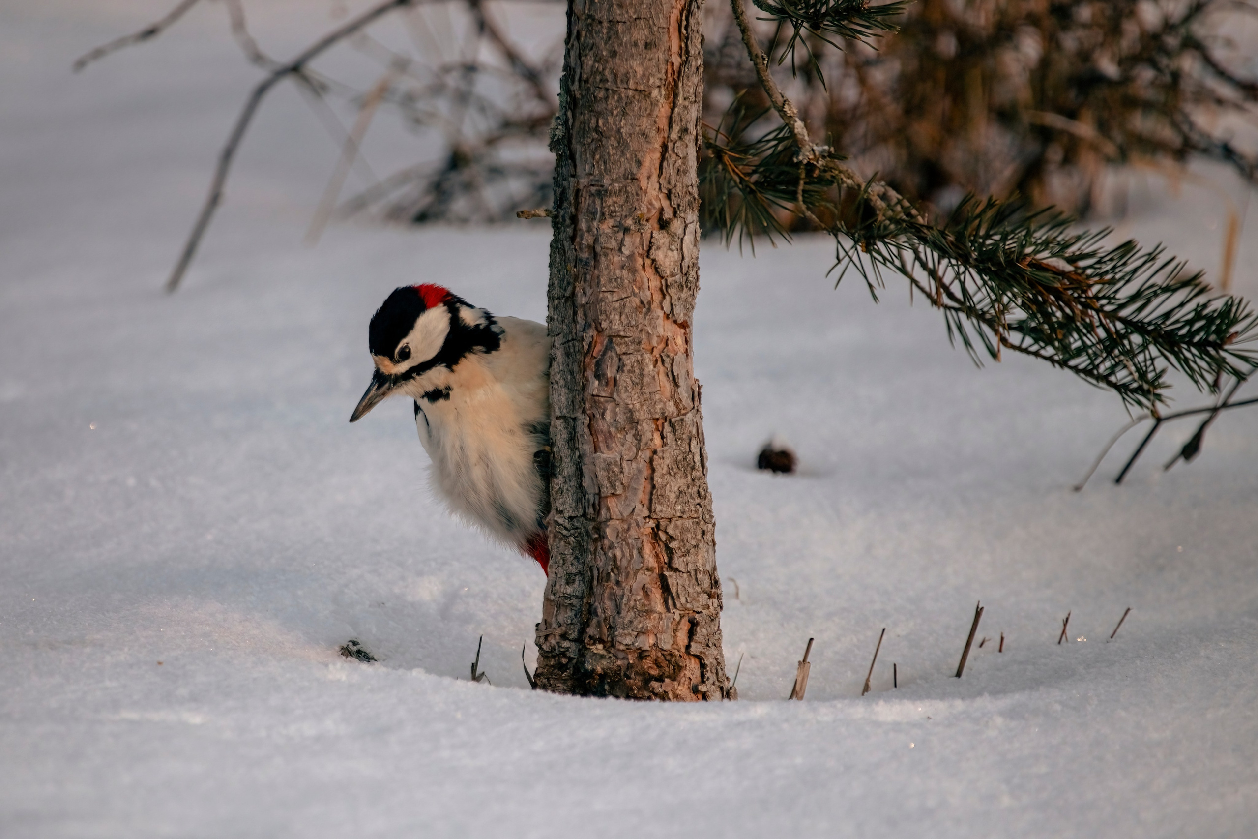Images of wildlife. Artisistic photographs of Lena Sokolova