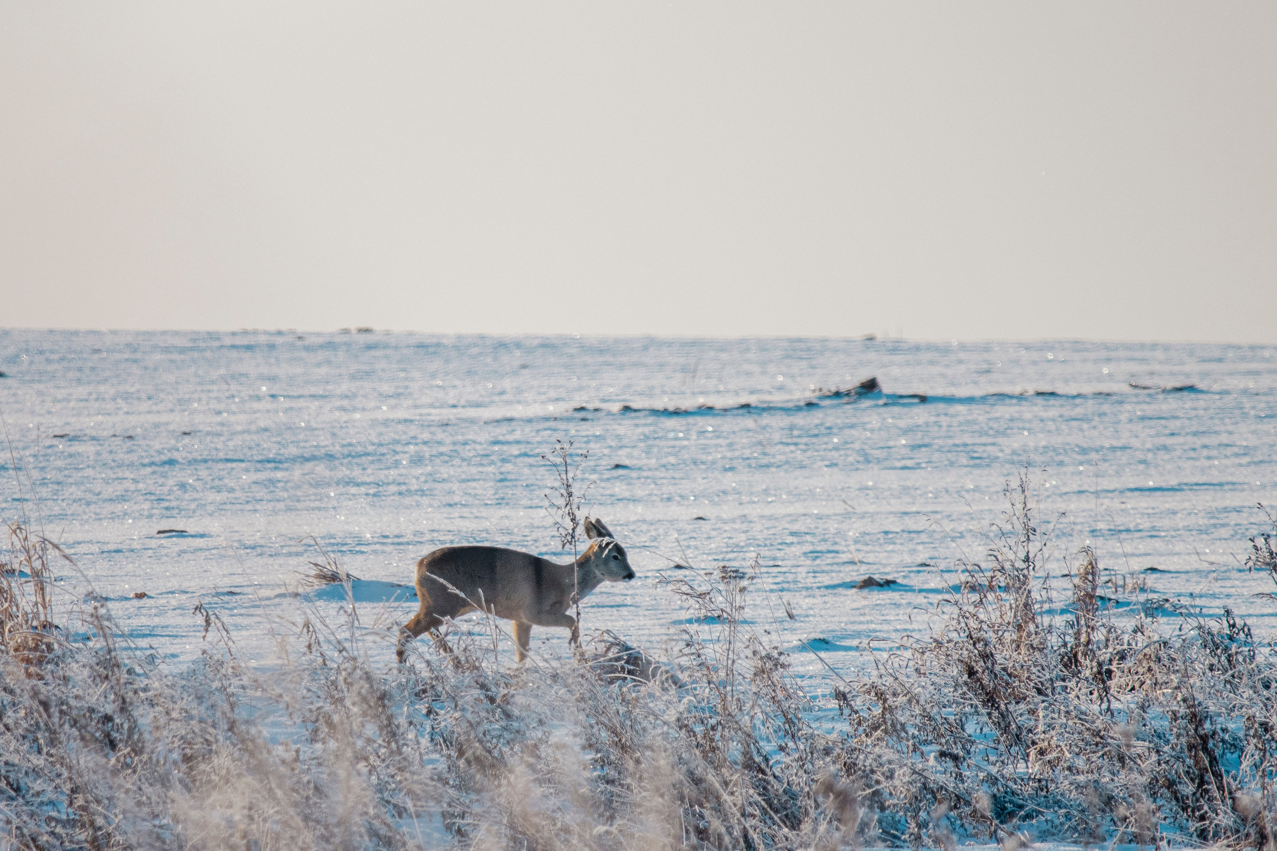 Images of wildlife. Artisistic photographs of Lena Sokolova
