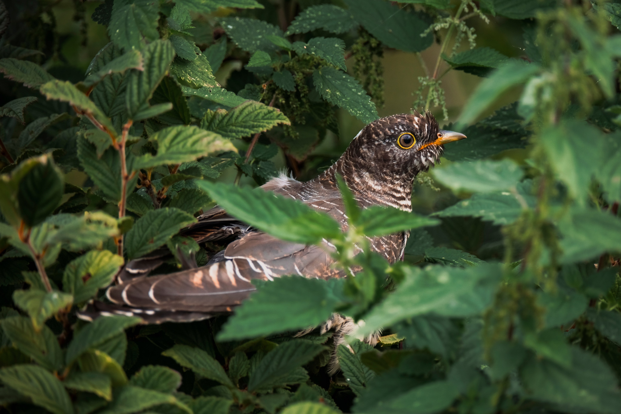 Images of wildlife. Artisistic photographs of Lena Sokolova
