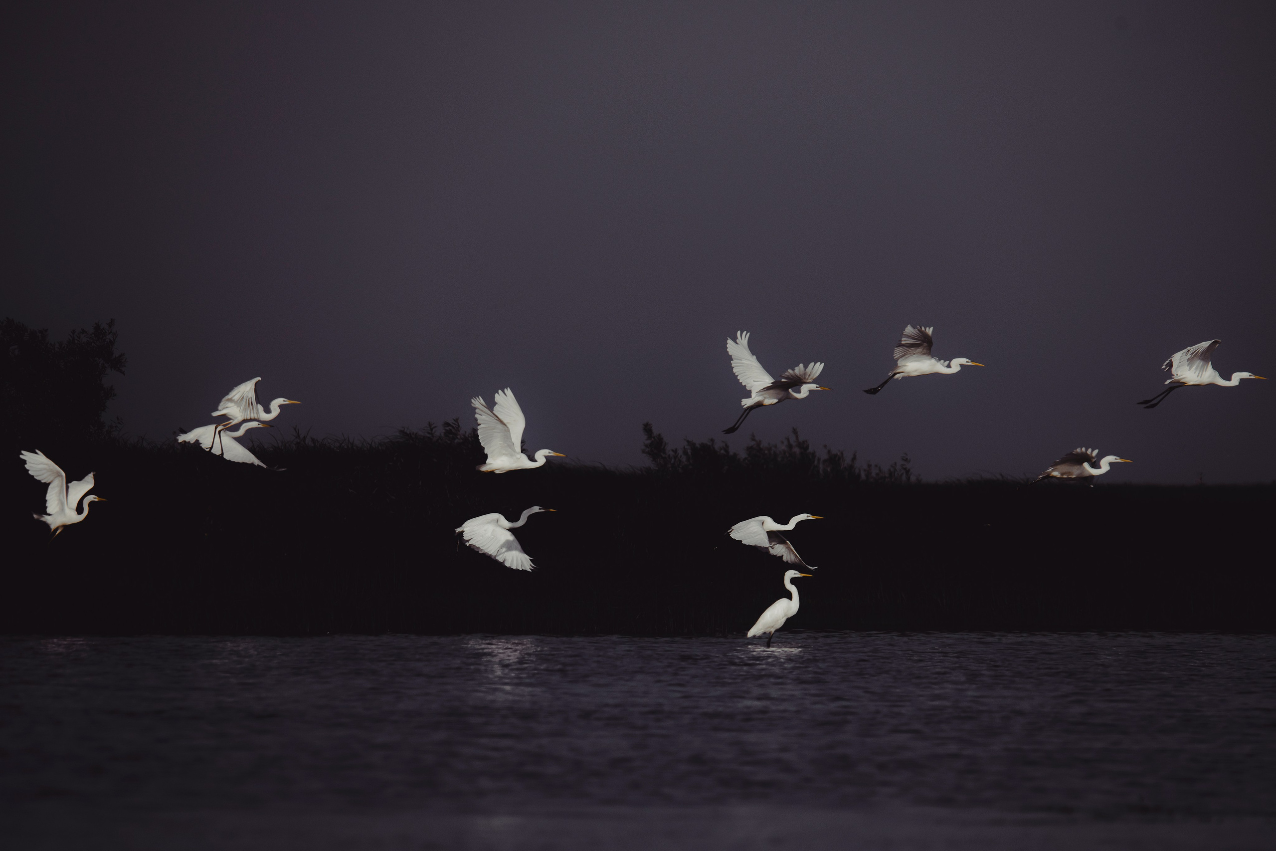 Images of wildlife. Artisistic photographs of Lena Sokolova