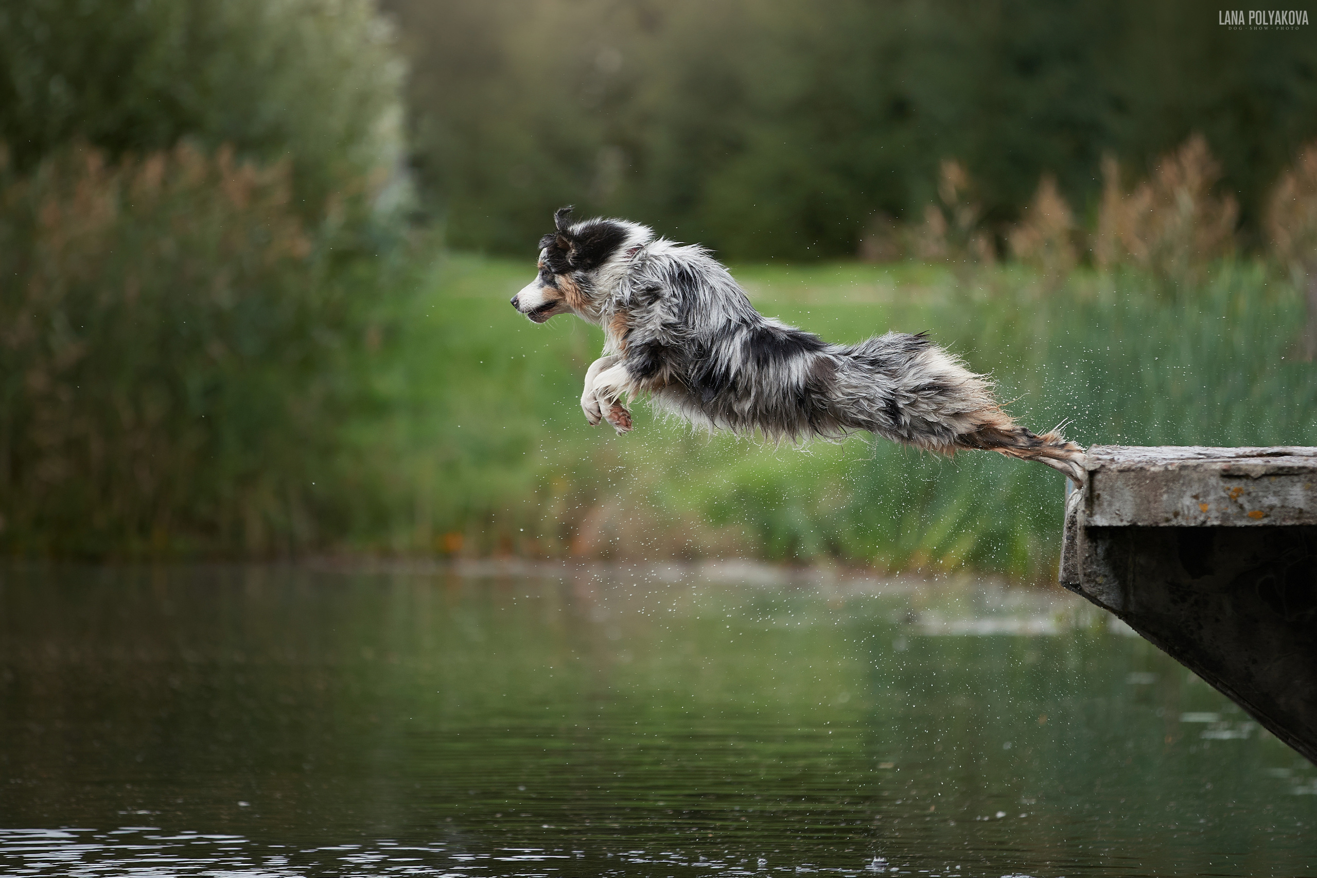 8TH 35AWARDS. Оглашение результатов. ФОТОГРАФ-АНИМАЛИСТ l LANA POLYAKOVA