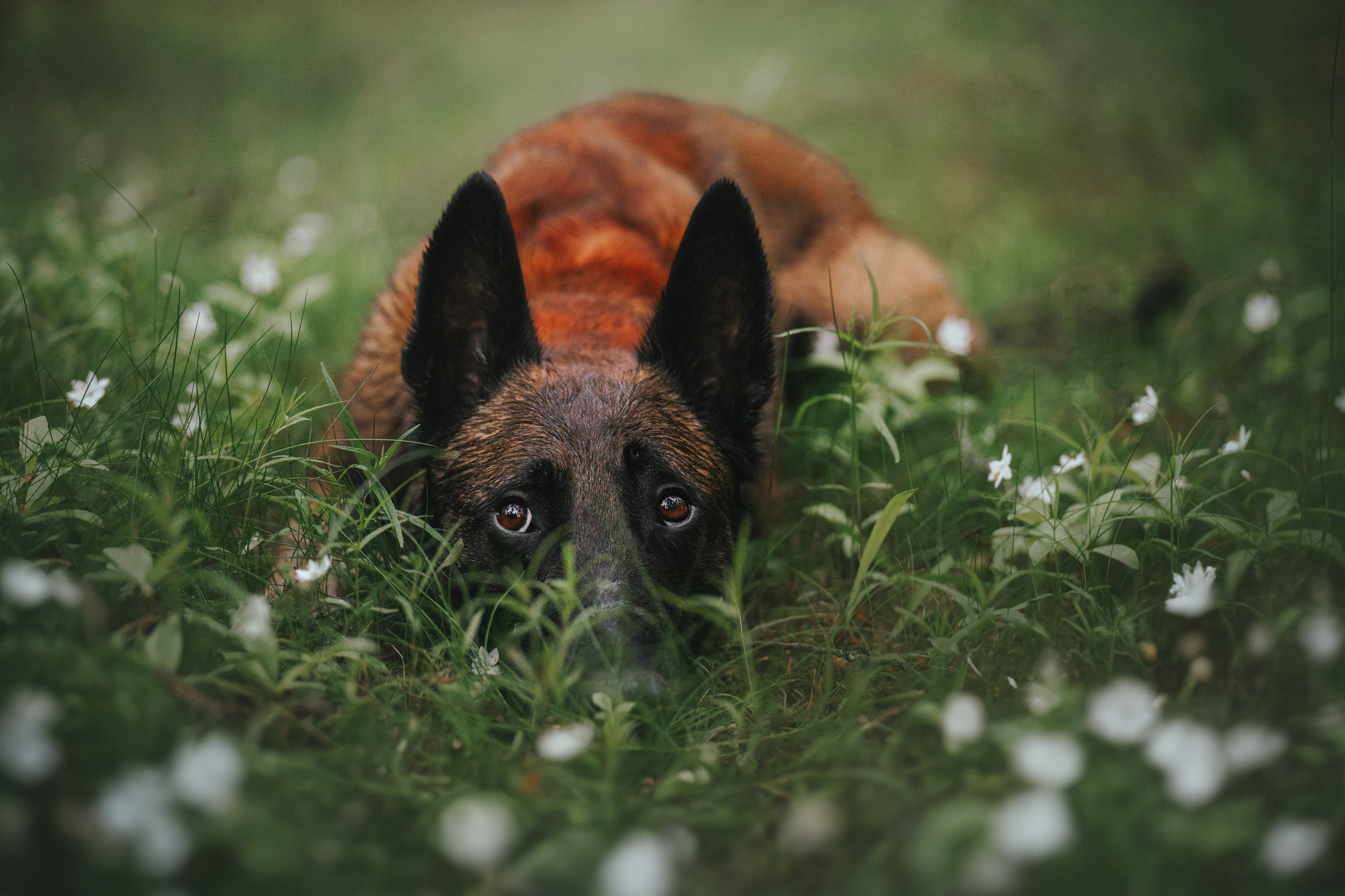 Онлайн курс. Фотограф анималист Осипчикова Мария