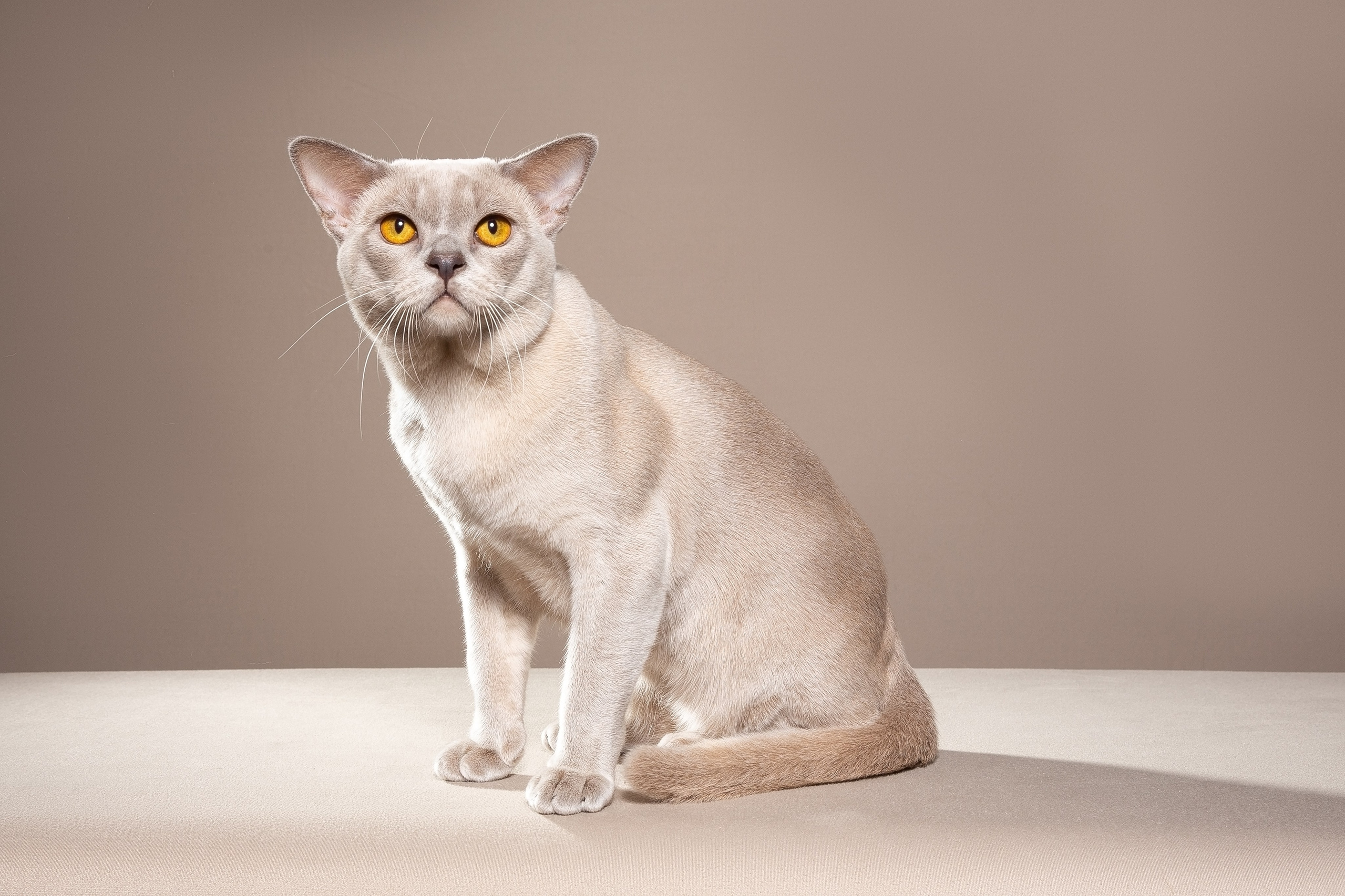 Родители «B». Питомник «Bouncy Life»