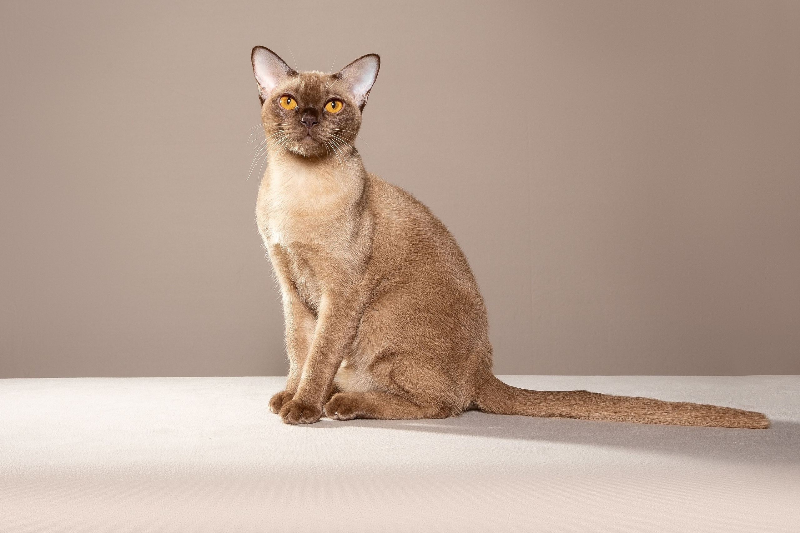 Родители «С». Питомник «Bouncy Life»