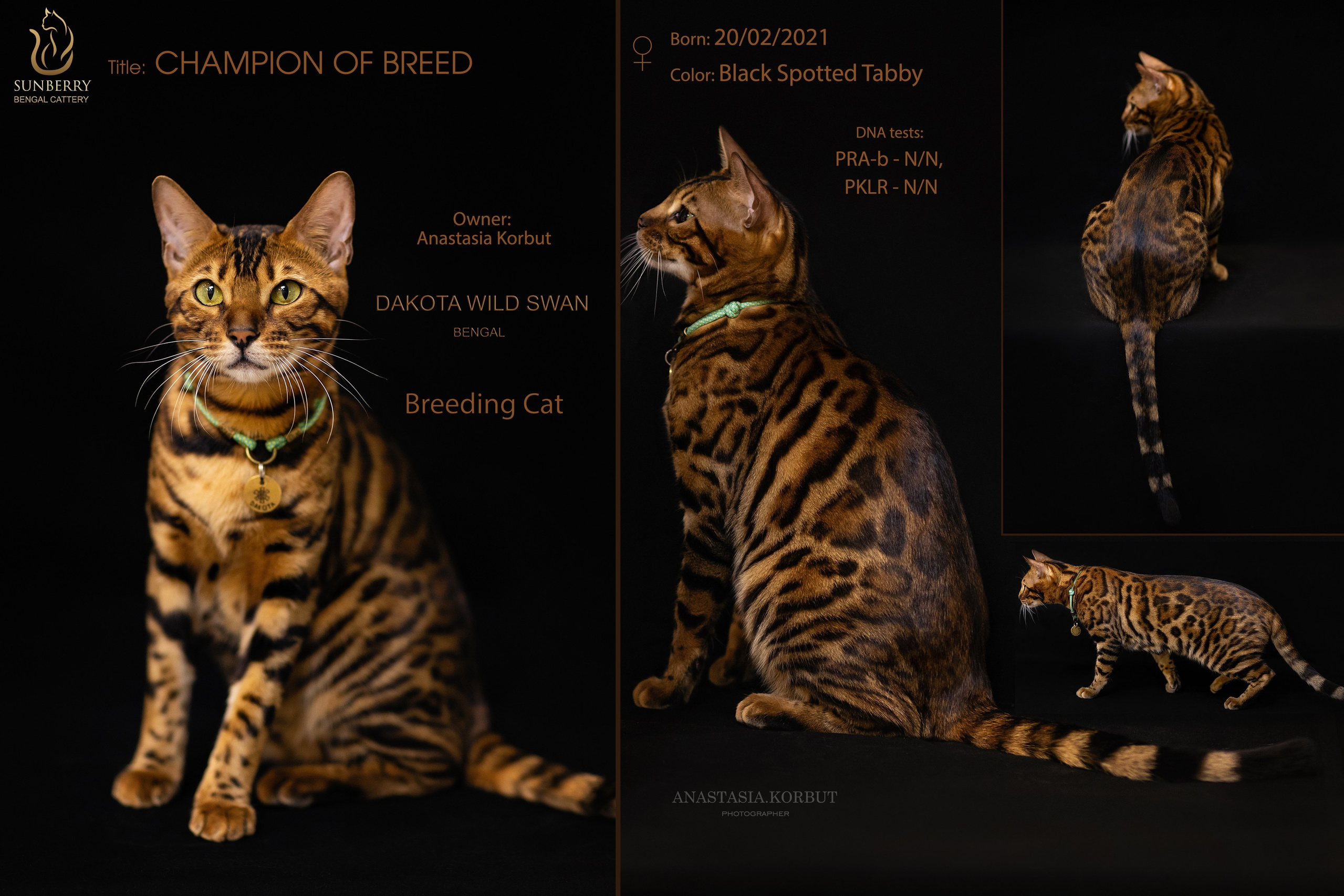 Питомник бенгальских кошек Минск | WCF Sunberry Bengal Cattery. Арт фотограф в Минске Анастасия Корбут