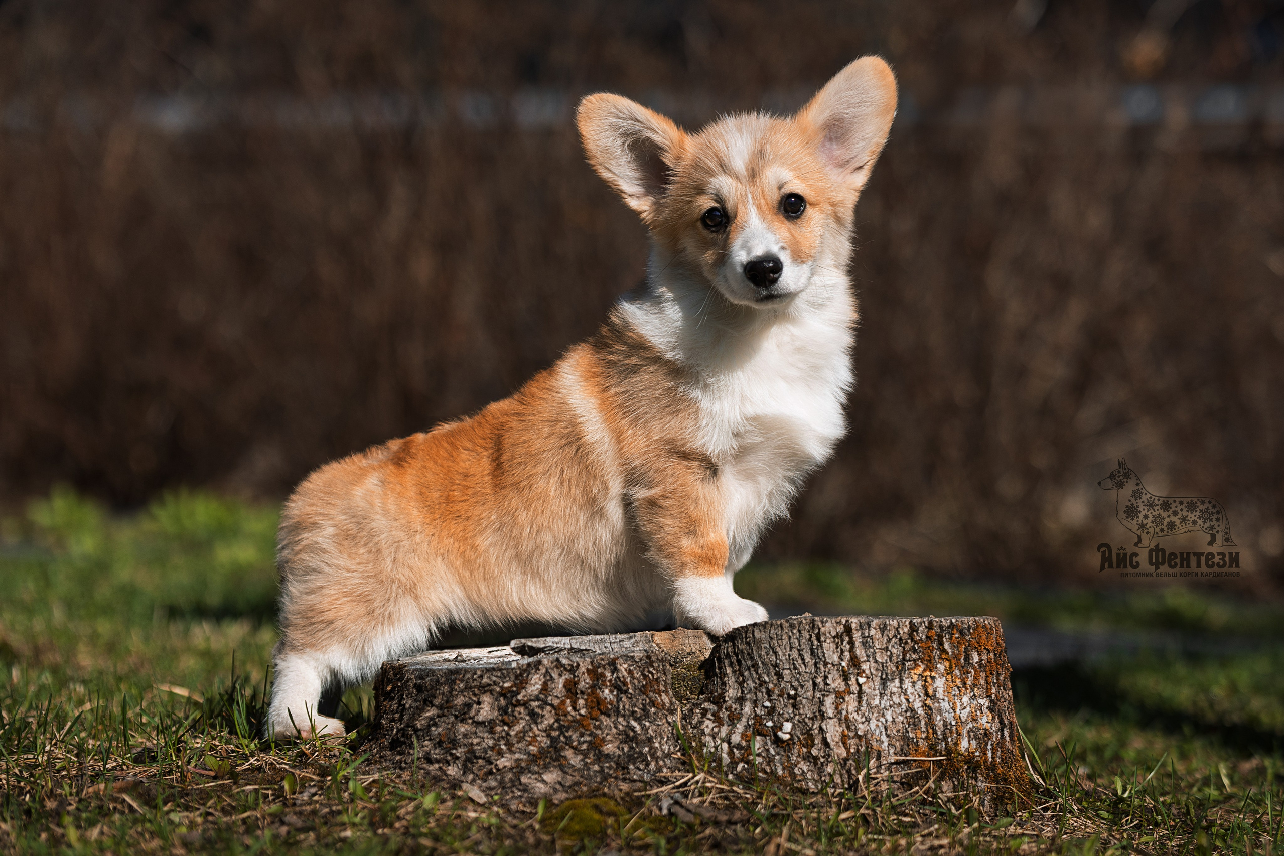 Купить щенка вельш корги кардиган из питомника Ice Fantasy. Купить щенка Вельш-корги-кардиган в семейном питомнике — Ice Fantasy