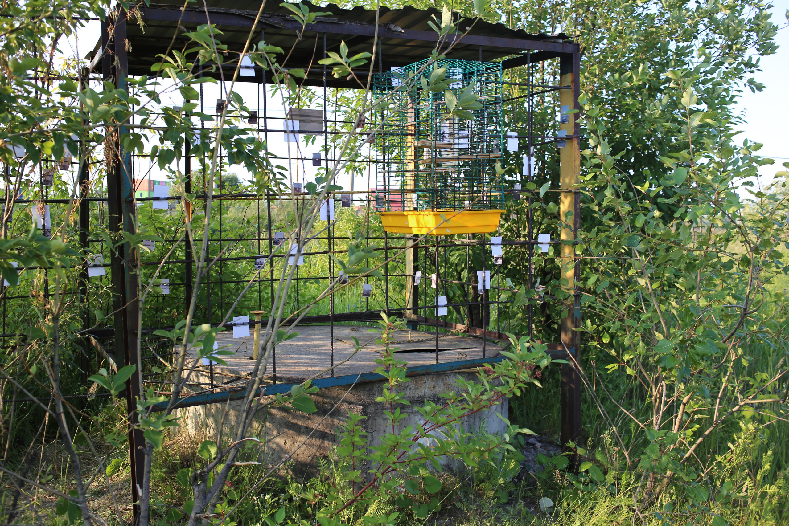 Митоз Андрей Шепель 29.06.2024