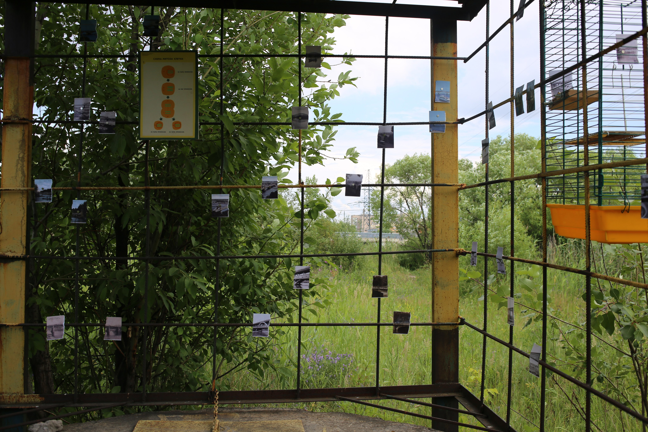 Митоз Андрей Шепель 29.06.2024