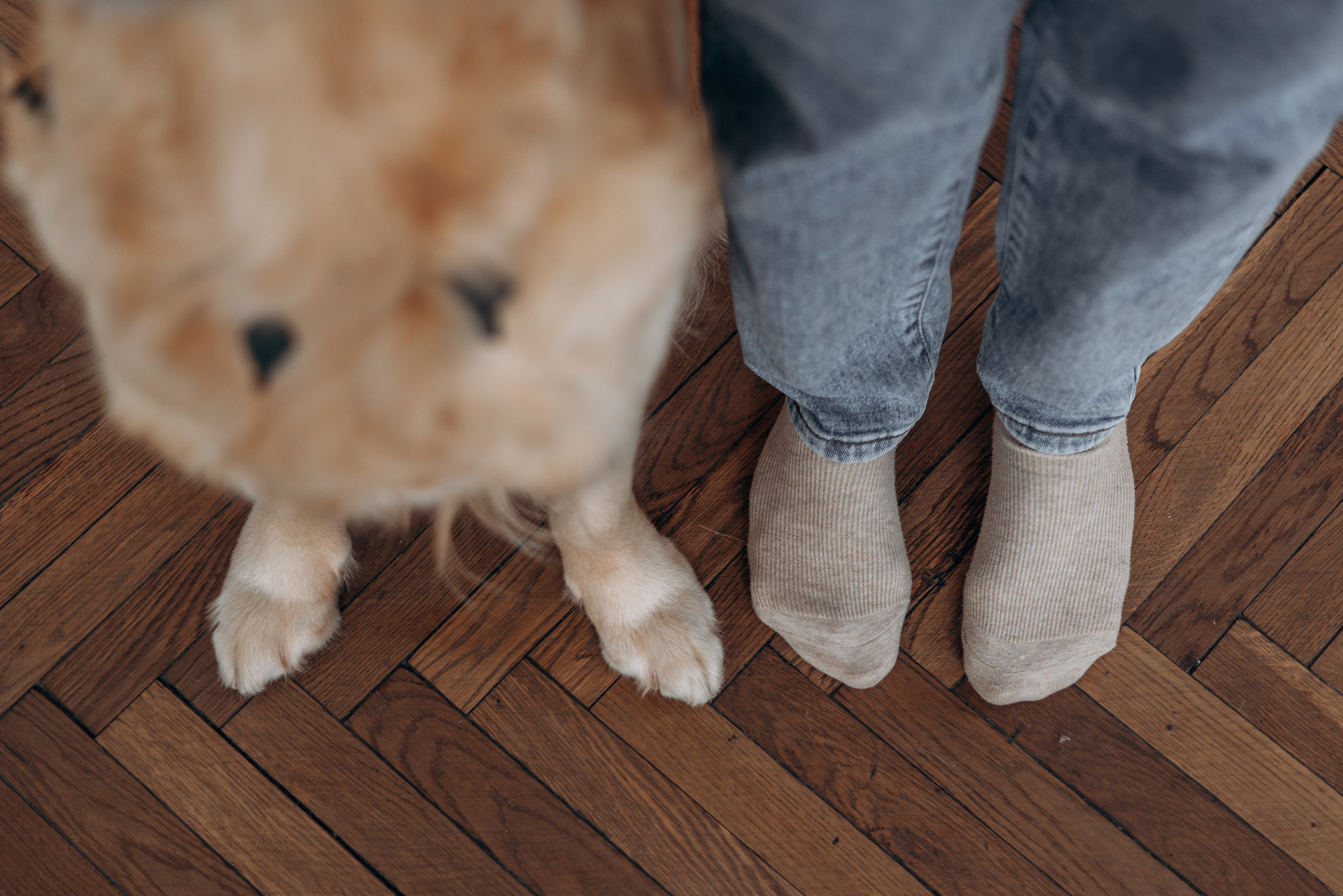 Видеокурс по обработке. Фотограф — Анималист | Санкт-Петербург