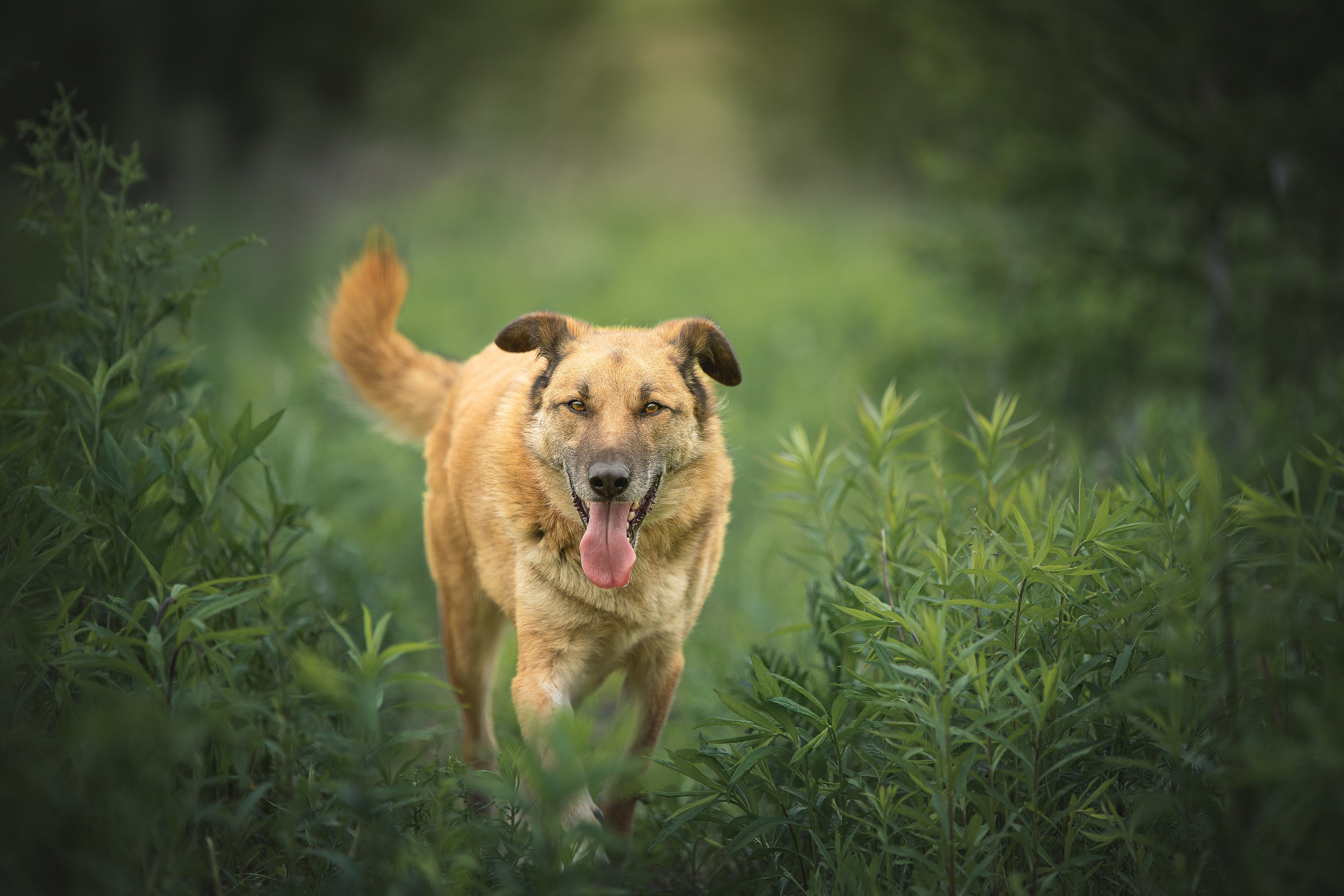 ИЩУТ ДОМ. Фотограф-анималист в Москве и Подмосковье