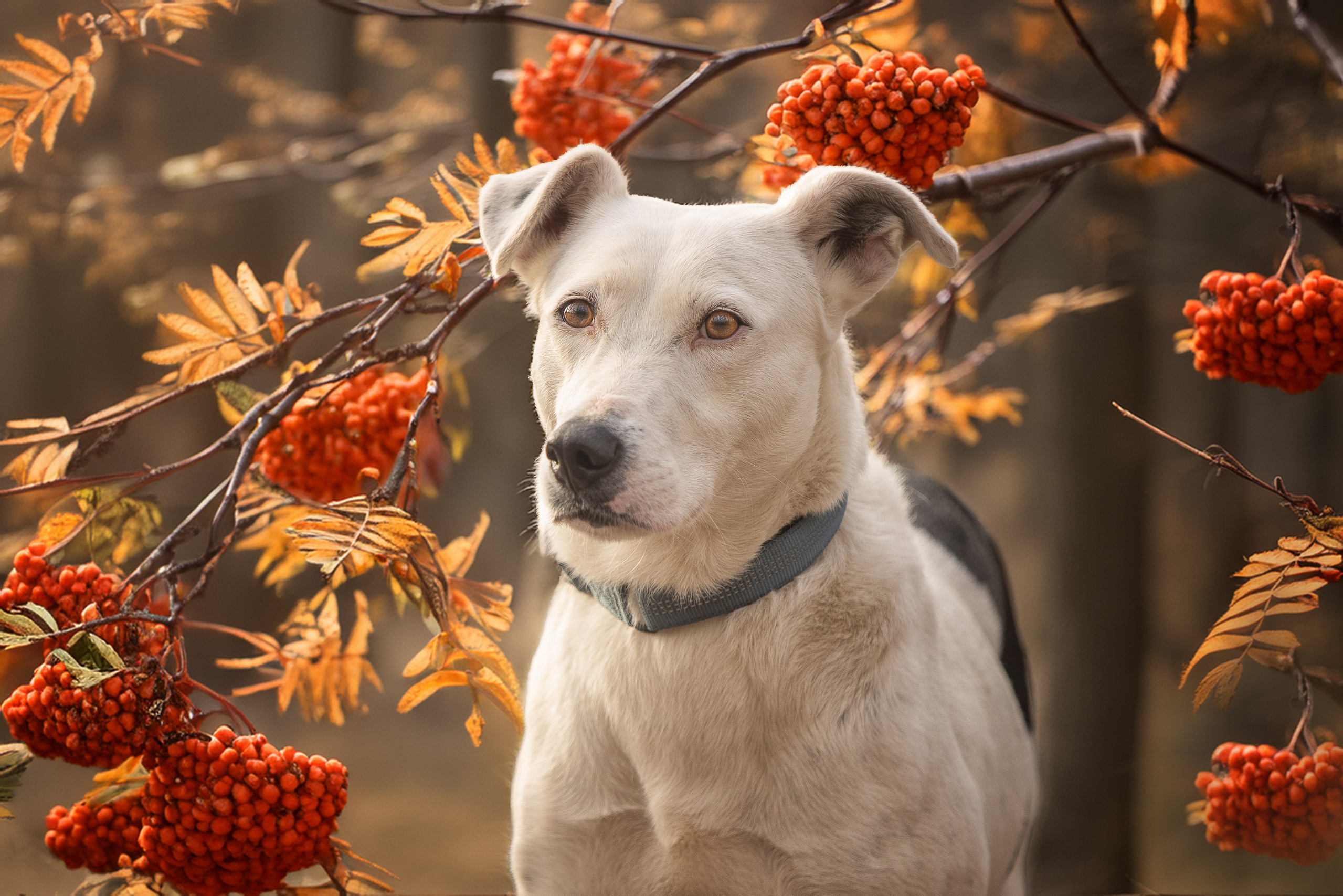 ИЩУТ ДОМ. Фотограф-анималист в Москве и Подмосковье