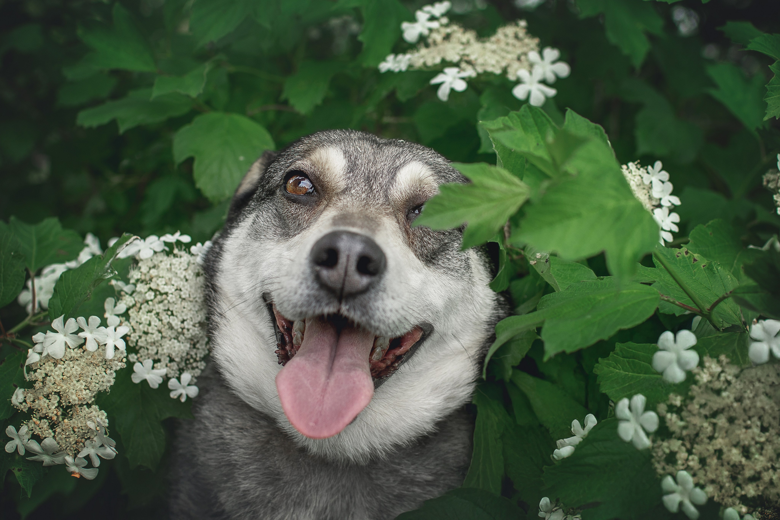 ИЩУТ ДОМ. Фотограф-анималист в Москве и Подмосковье
