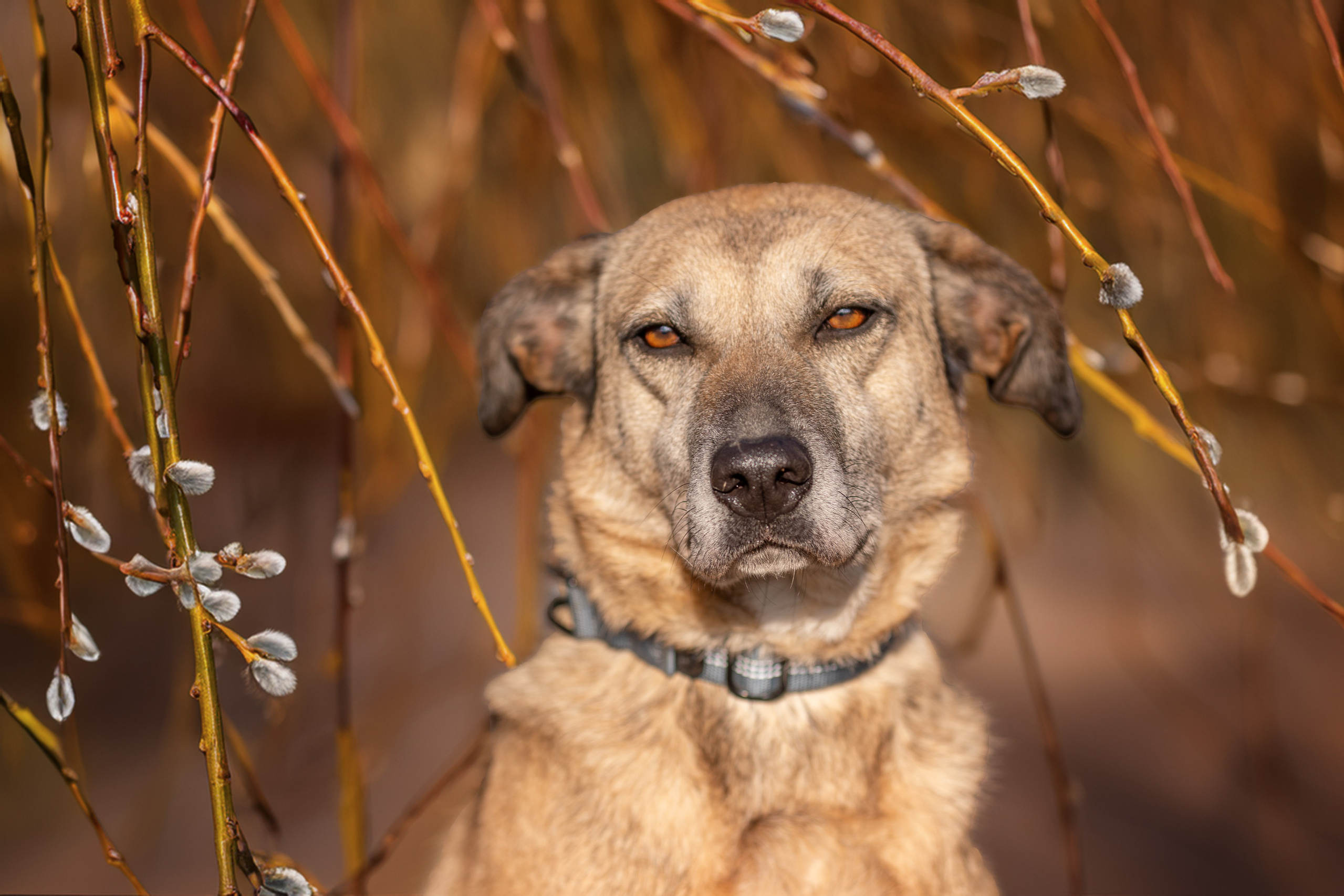 ИЩУТ ДОМ. Фотограф-анималист в Москве и Подмосковье