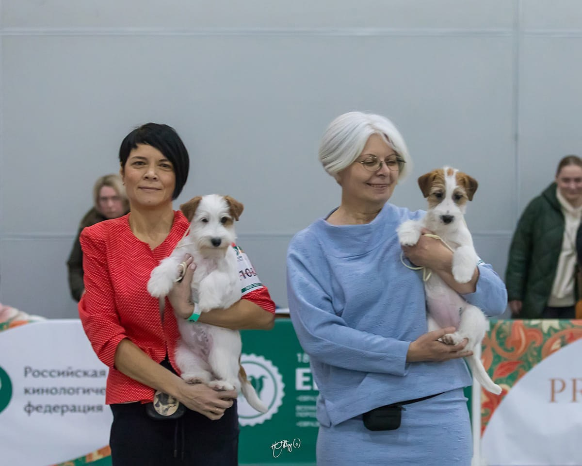 Шикарные результаты питомника «КАНЕ МАЭСТРО»! Гордимся!. КАНЕ МАЭСТРО — питомник Джек рассел терьеров