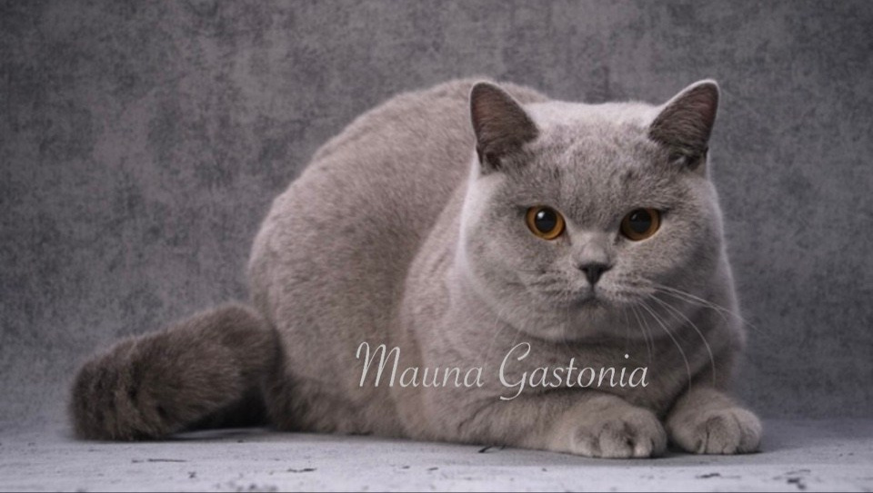 Кошки\Female. Mauna Gastonia