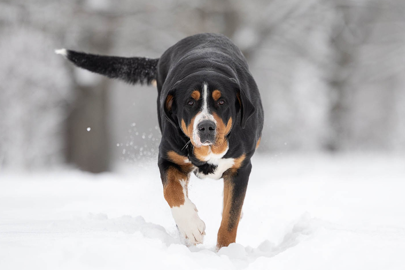 Большой Швейцарский Зенненхунд Санбёдс Розалия. Питомник Больших Швейцарских Зенненхундов в Калужской области / Москва